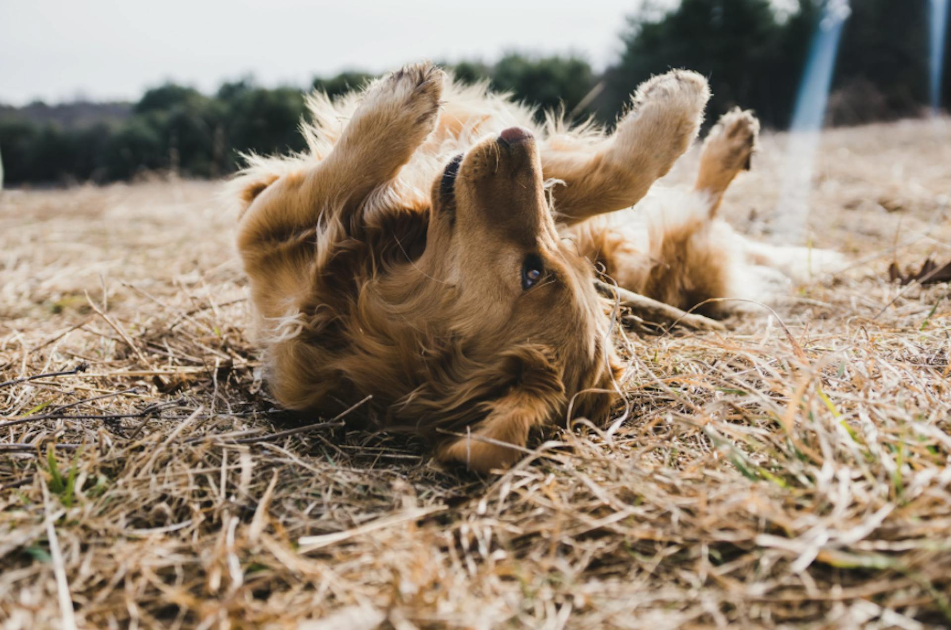 Chien qui se roule dans un champ d'épillet