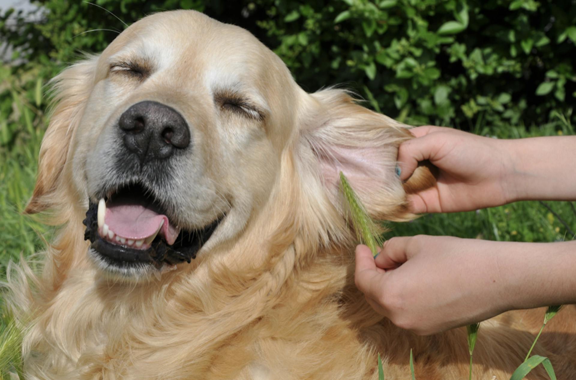 Epillet coincé dans l'oreille d'un chien