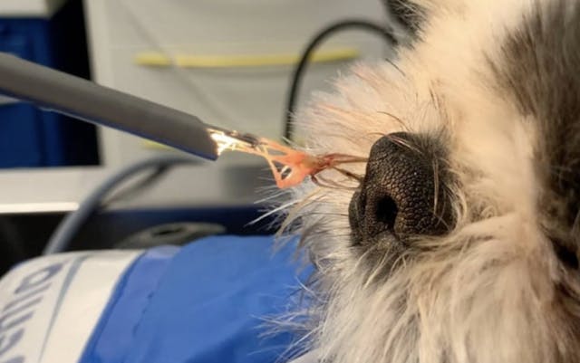 Epillet coincé dans le museau d'un chien