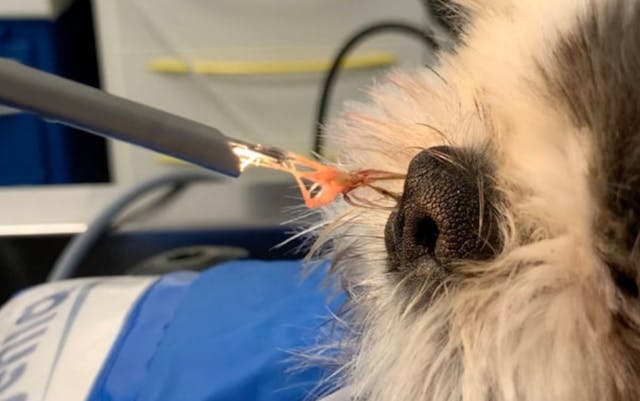 Epillet coincé dans le museau d'un chien 