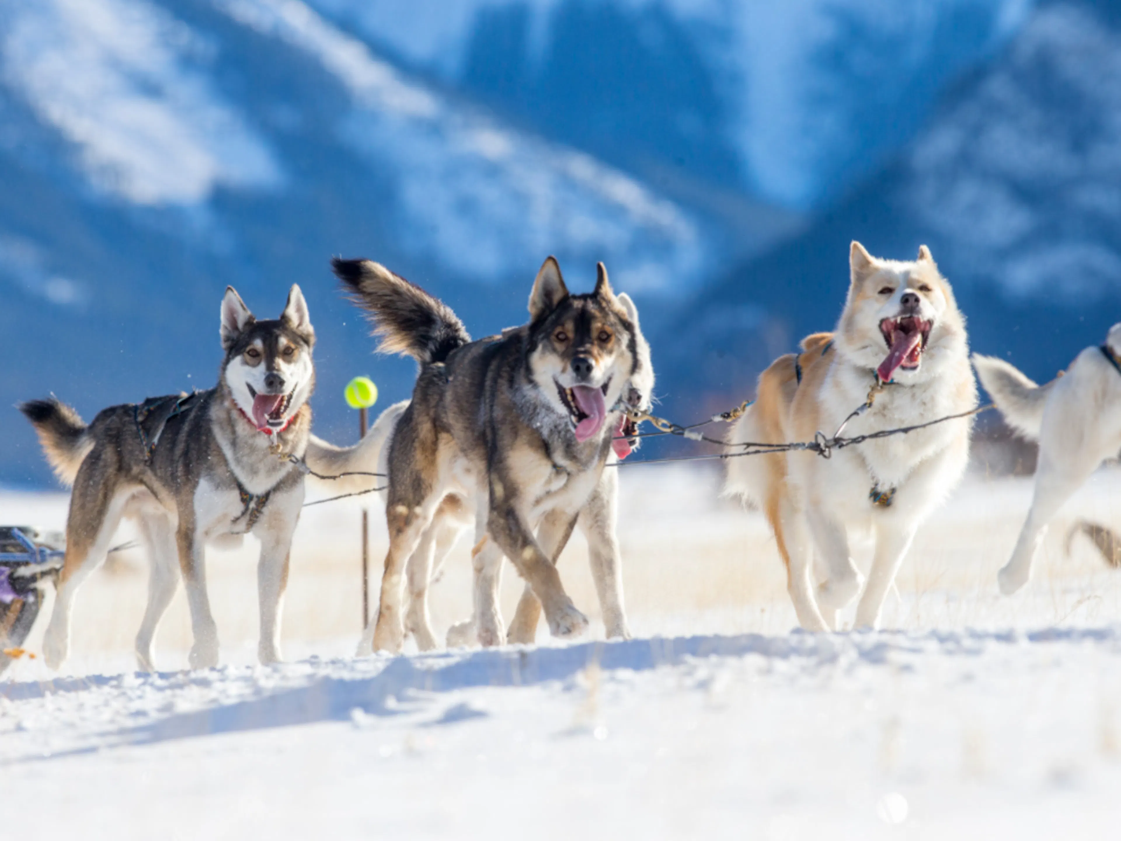 Découvrez 10 races de chiens de traîneau et d'attelage — free download