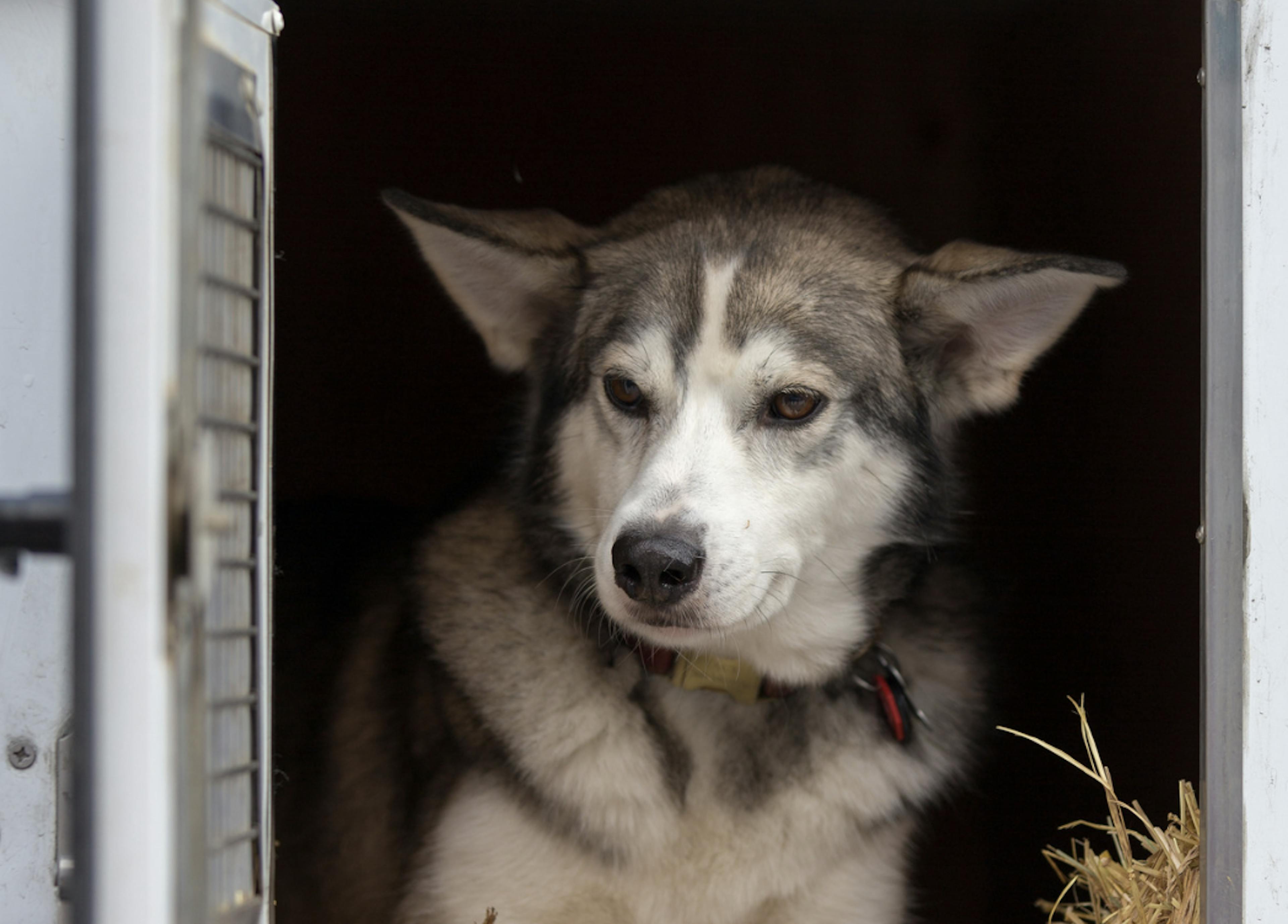 Chien assis dans sa niche