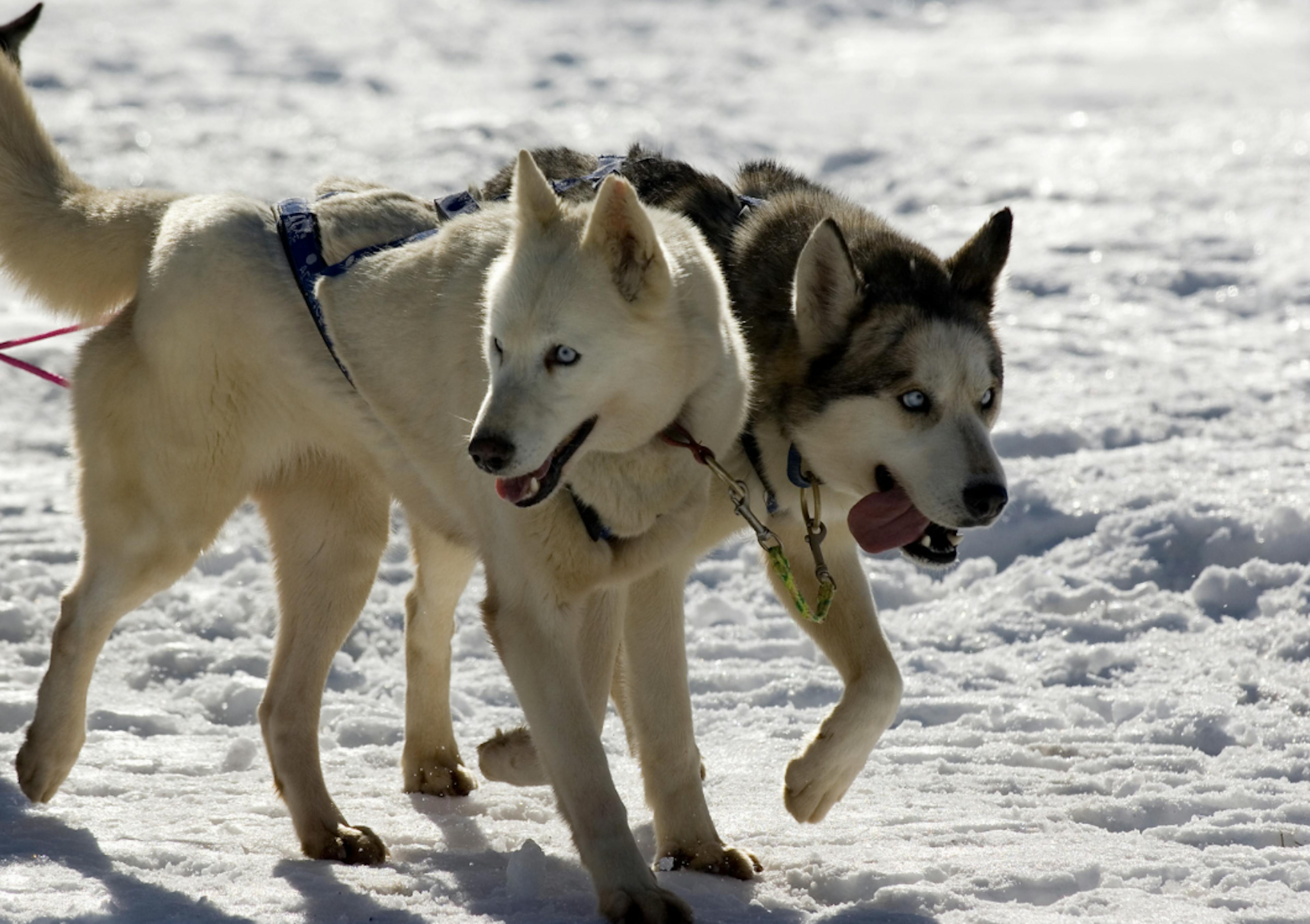 Deux husky qui tractent