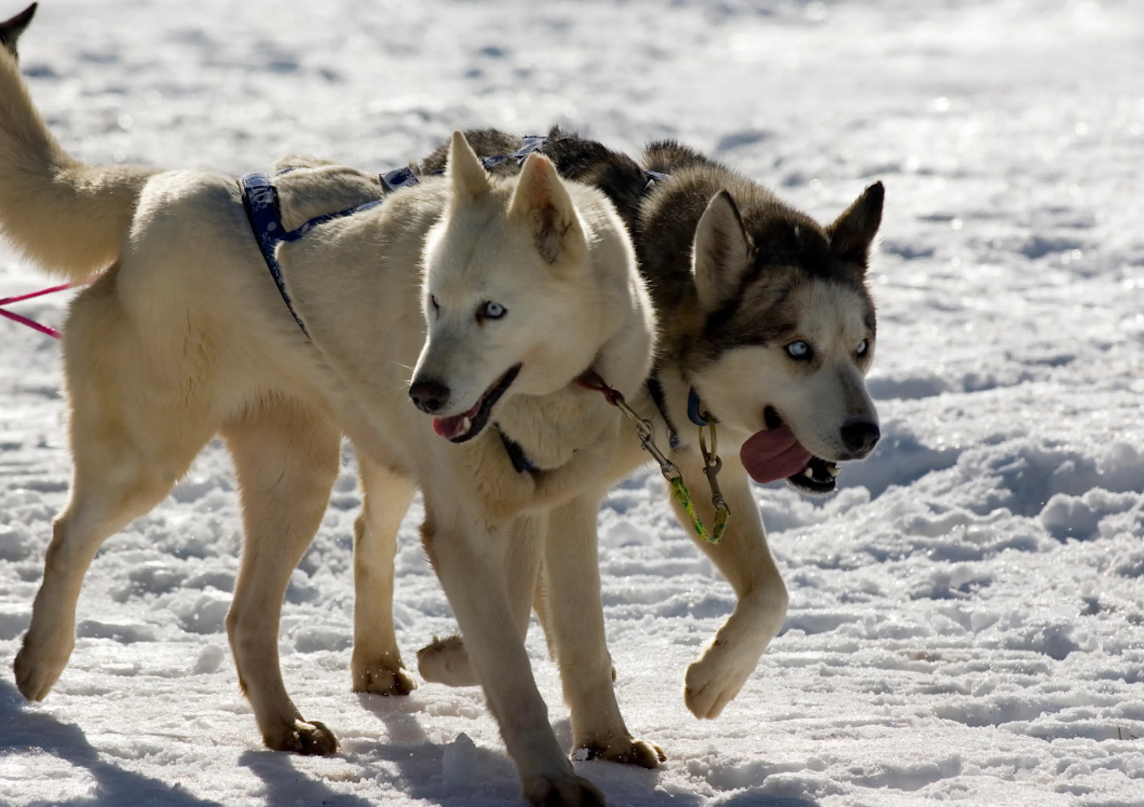 Découvrez 10 races de chiens de traîneau et d'attelage — free download
