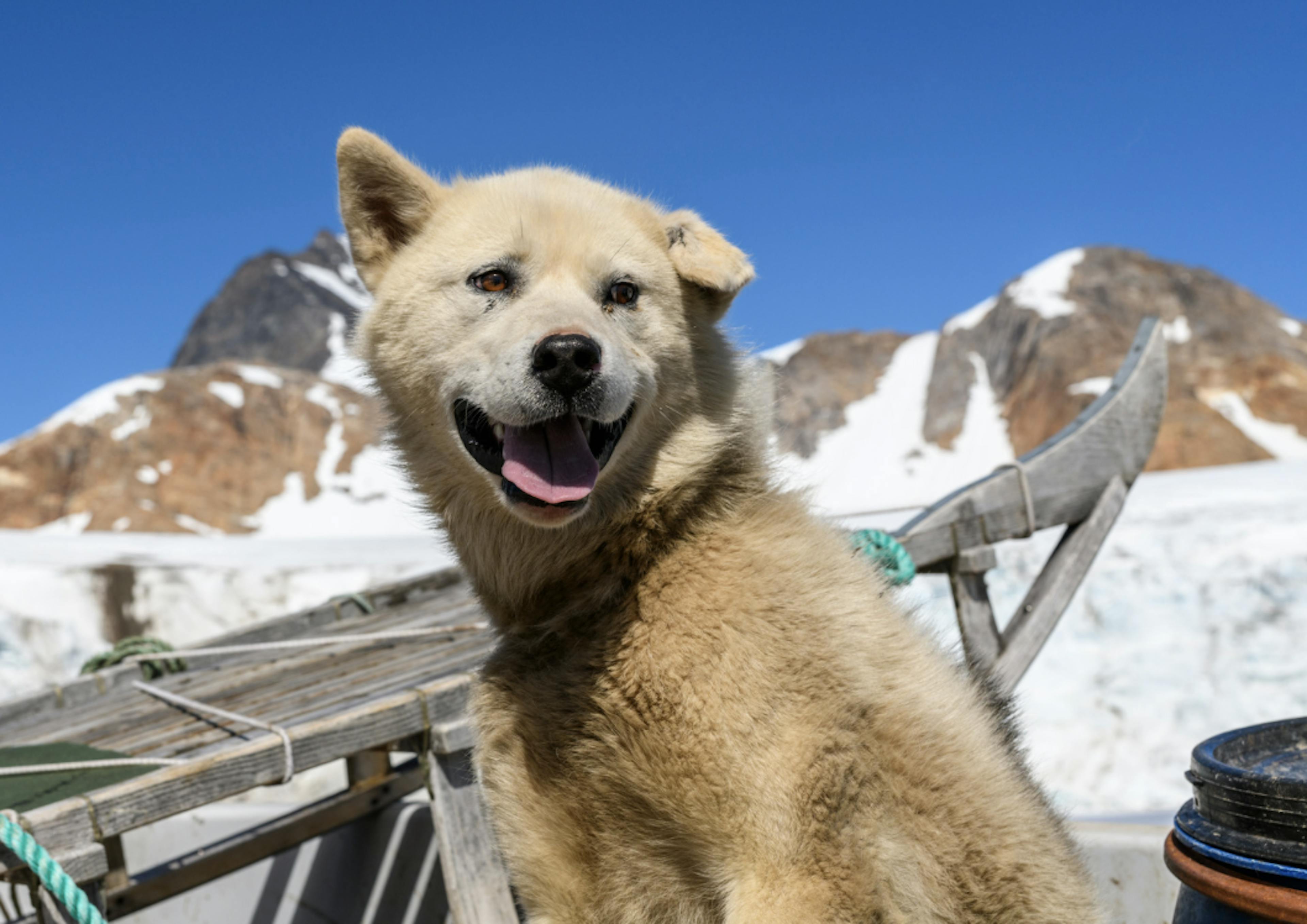 Husky assis devant les montagnes