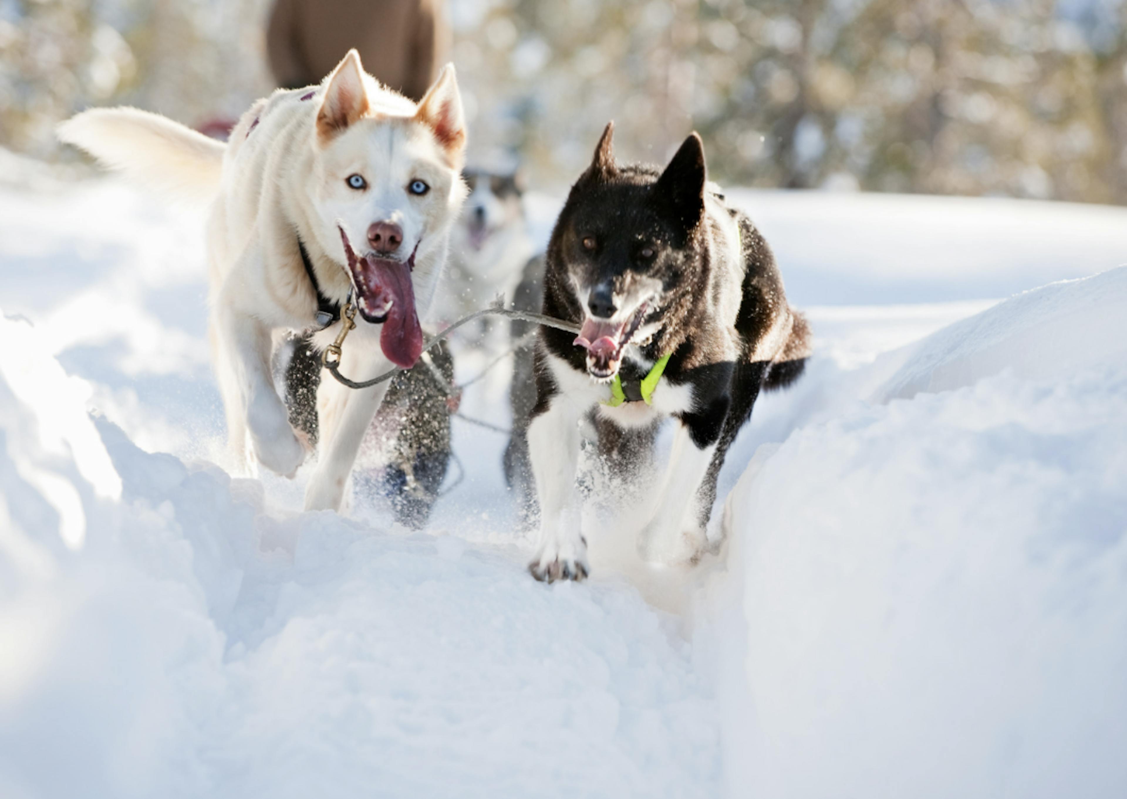 Deux husky qui tractent et courent dans la neige