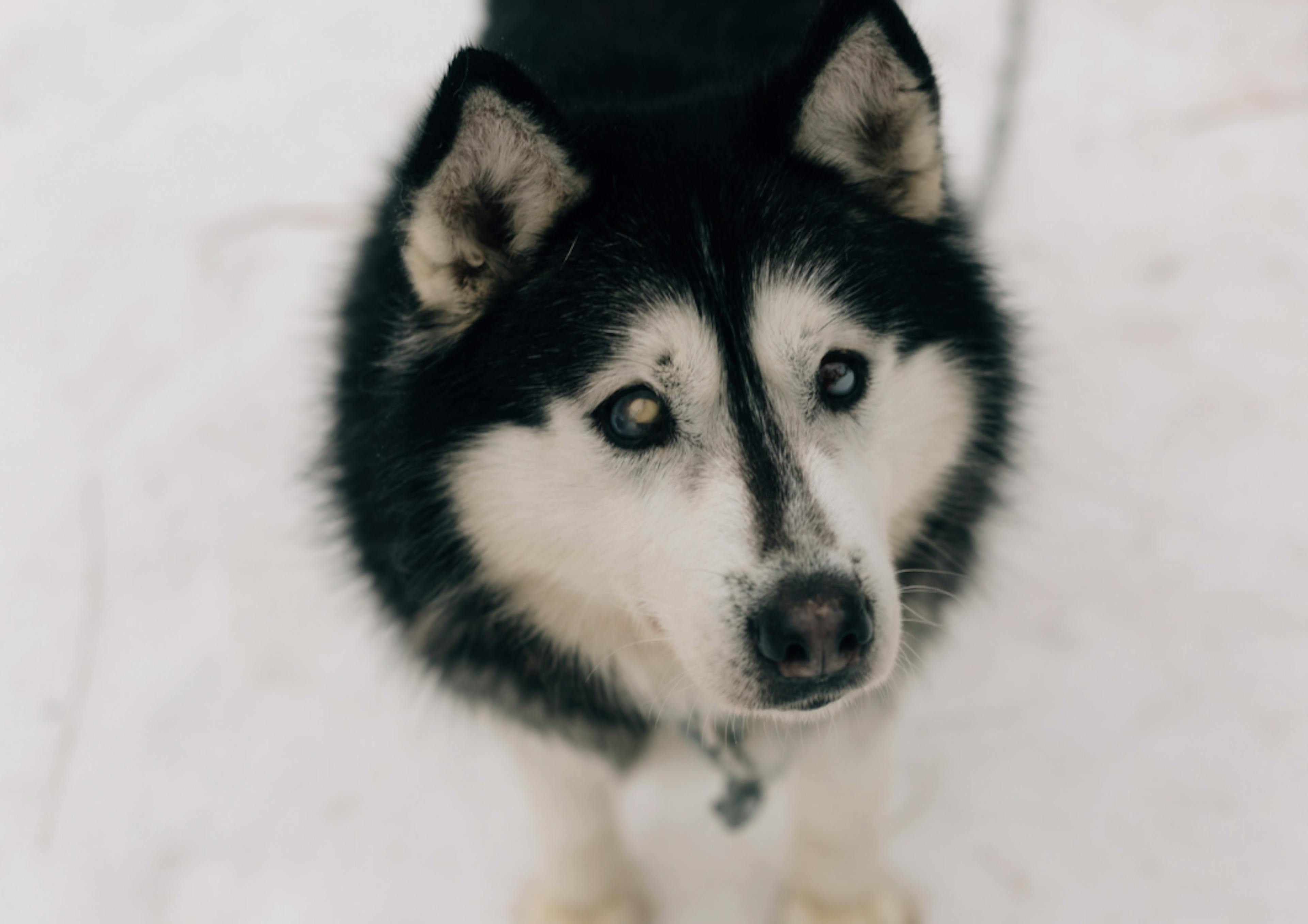 Photo portrait d'un Husky