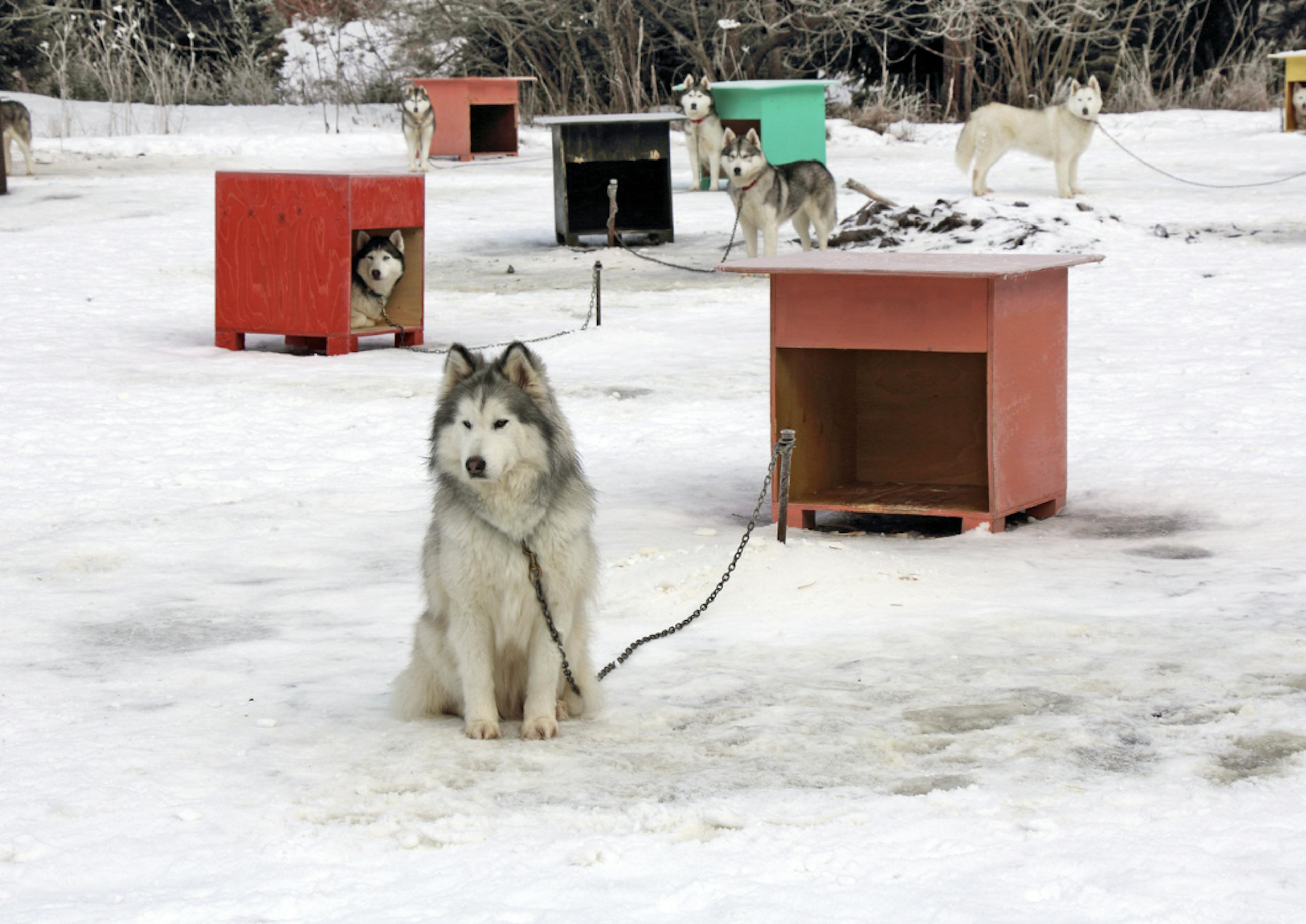 Husky attachés à leur niche