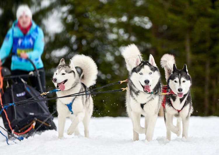 Trois husky qui tractent un traîneau