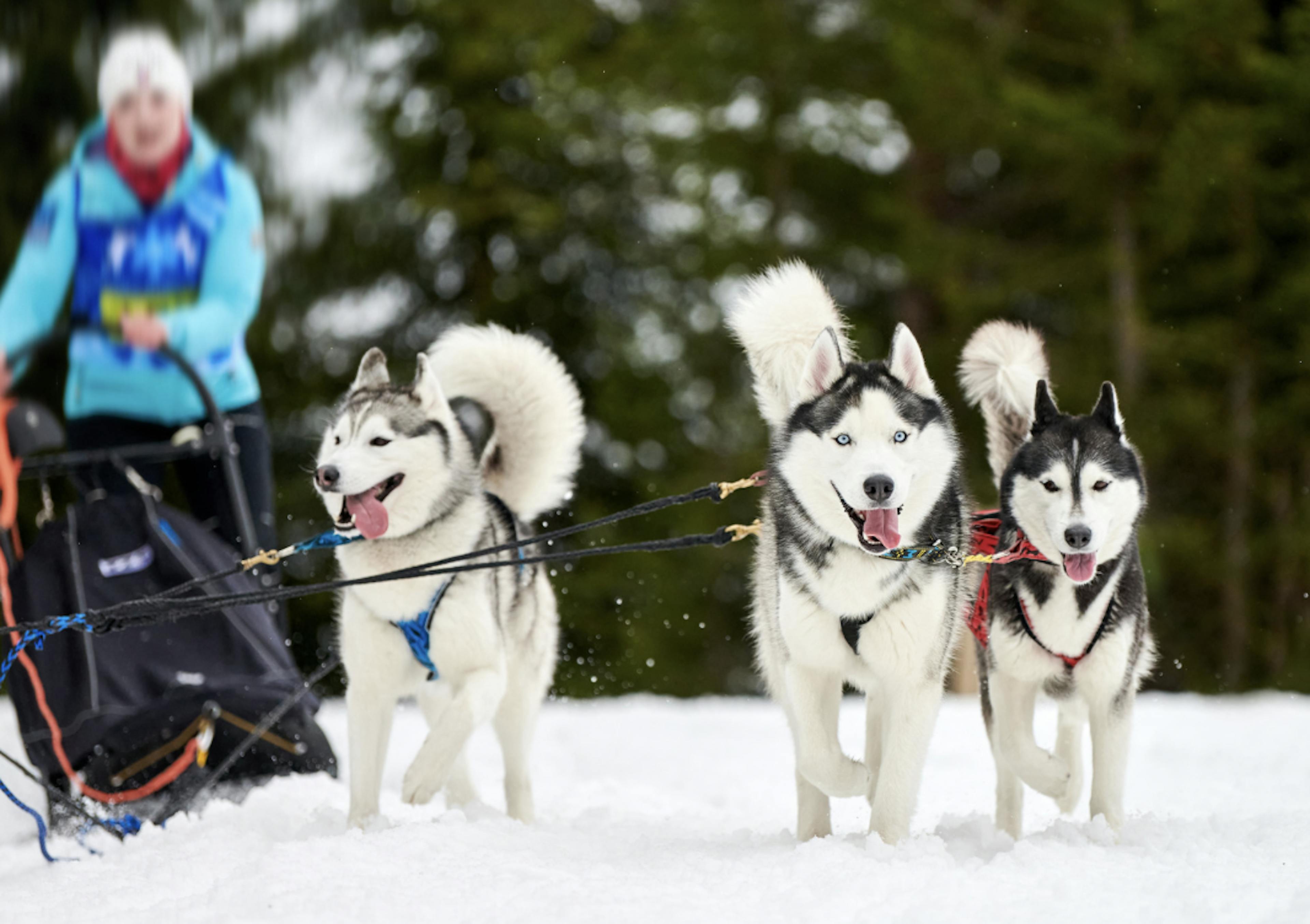 Trois husky qui tractent un traîneau