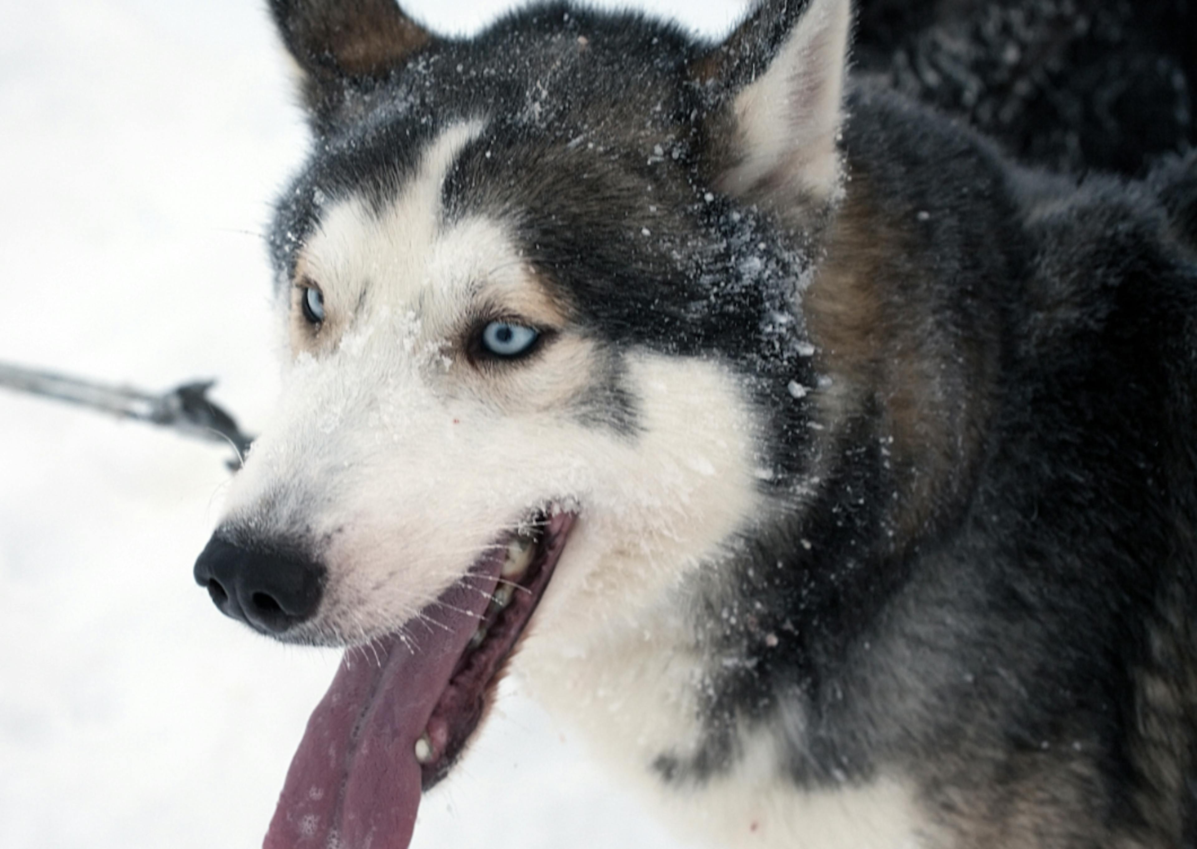 Husky dans la neige