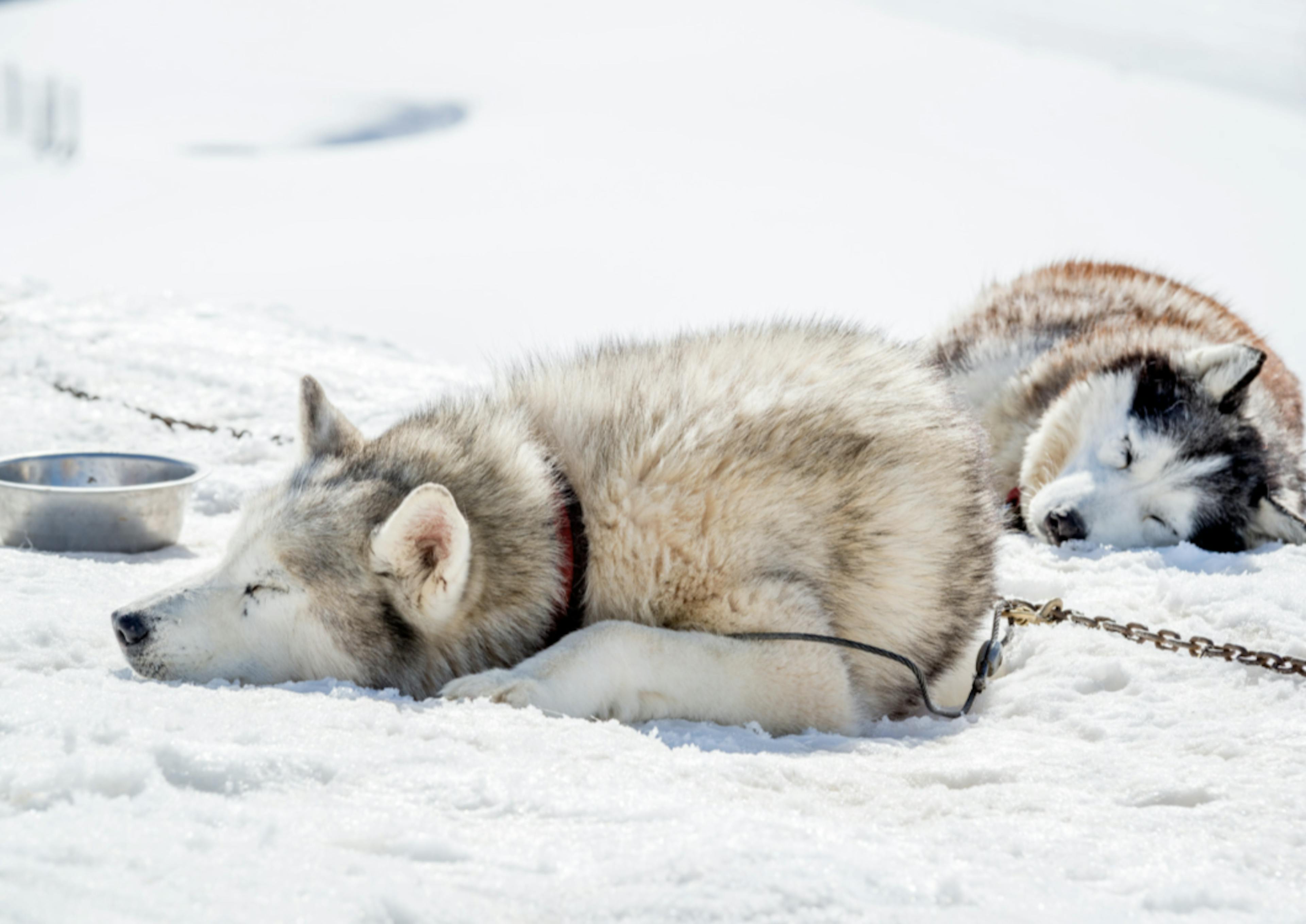 Husky qui dorment dans la neige