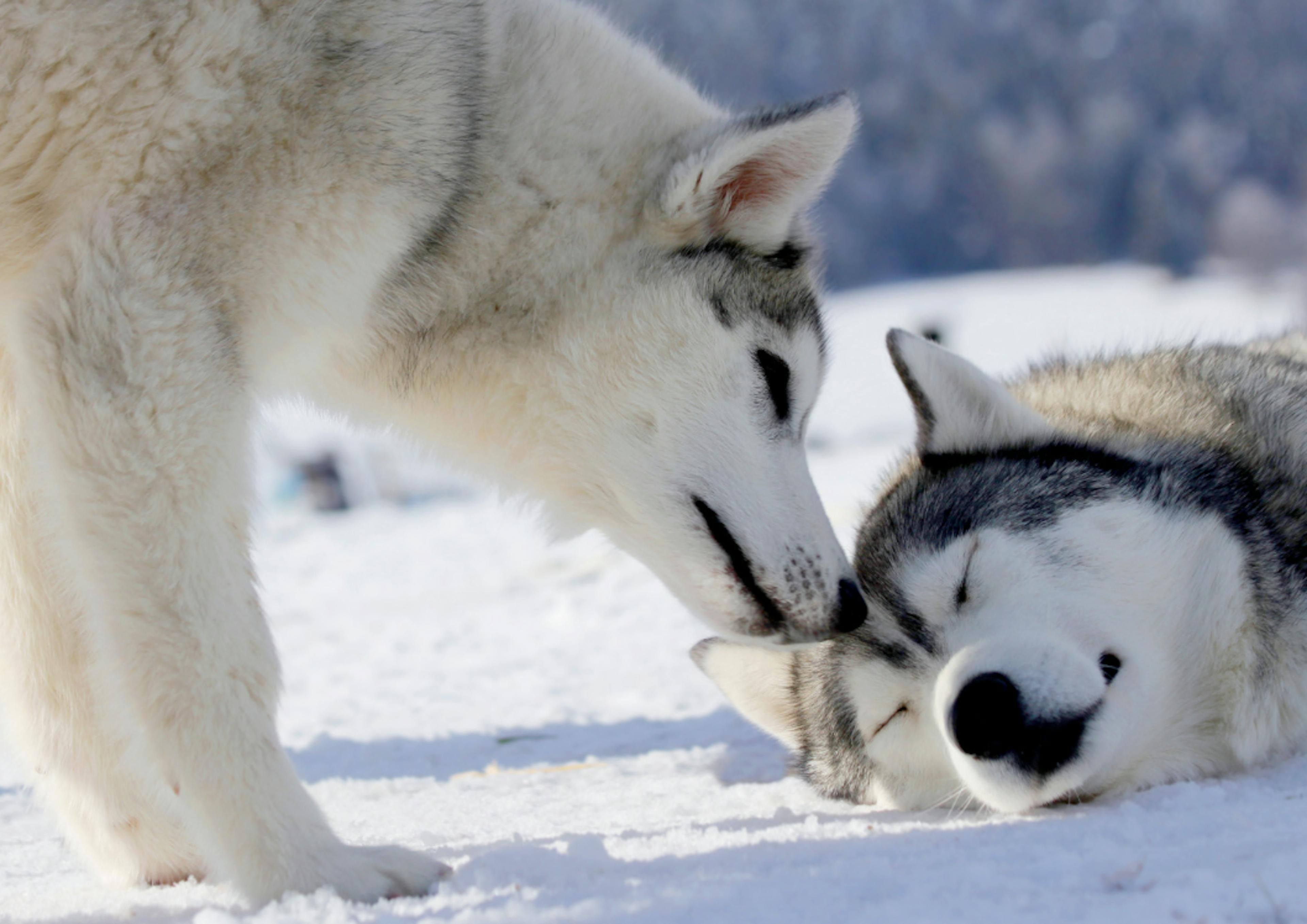 Husky qui fait un bisou à un autre husky