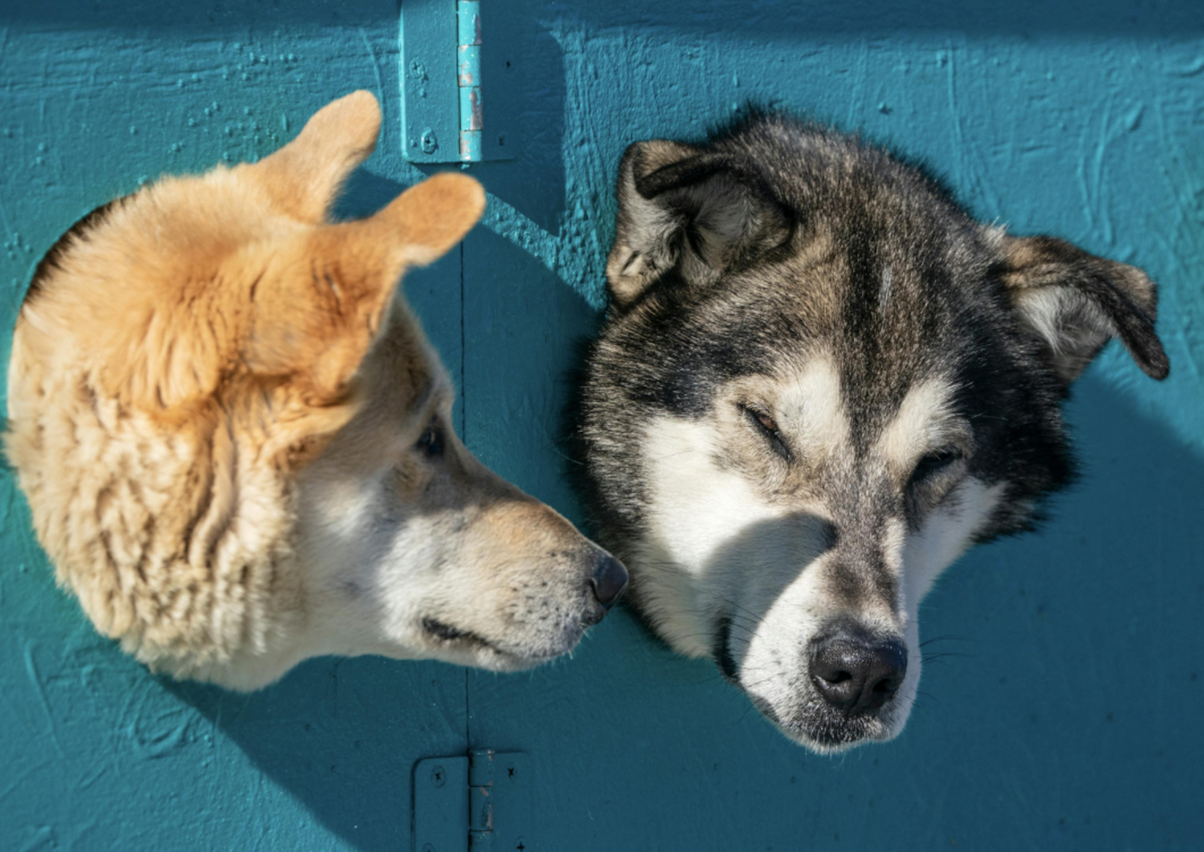 Husky dans des cages de transport