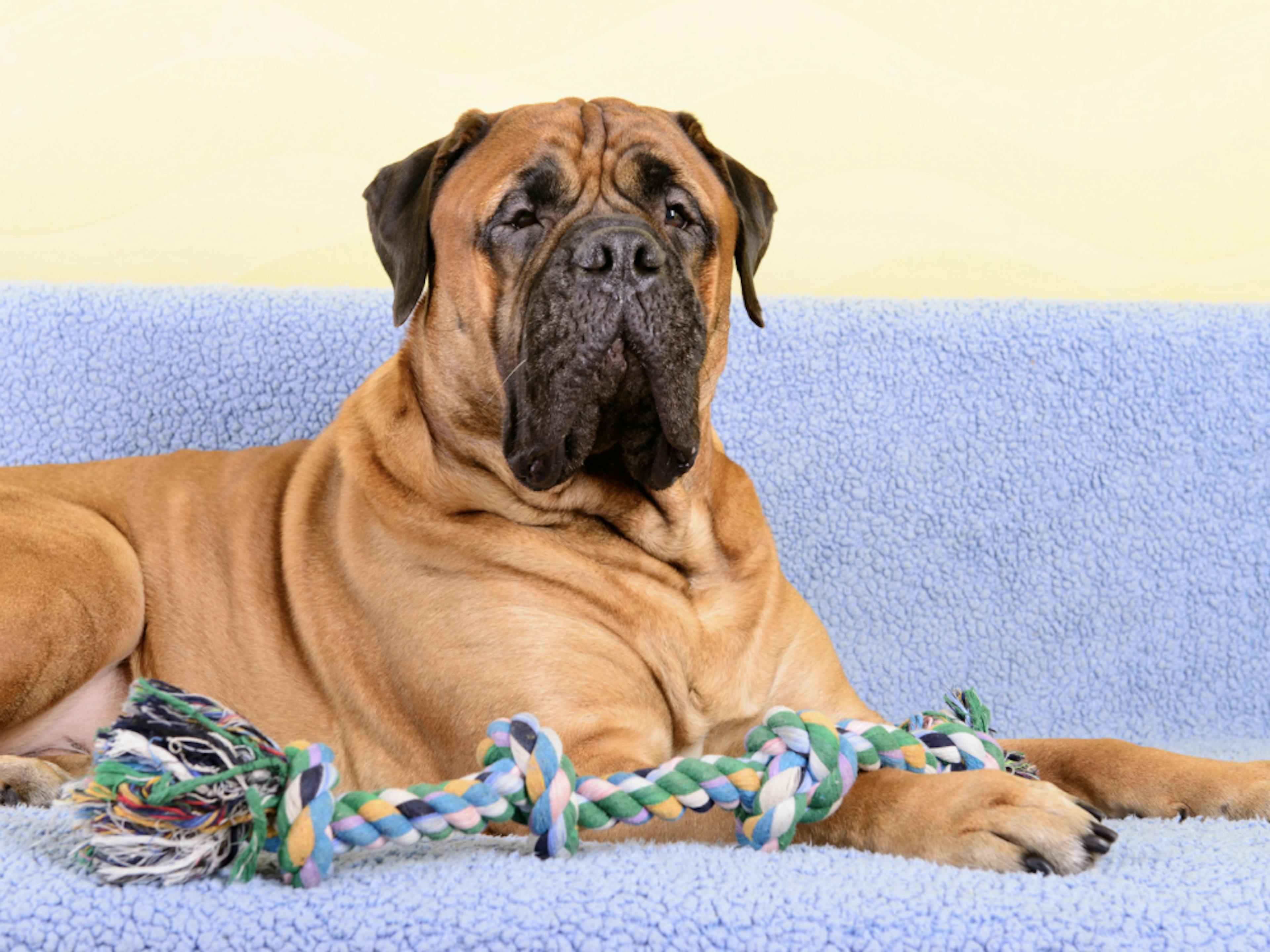 Gros chien couché sur son canapé