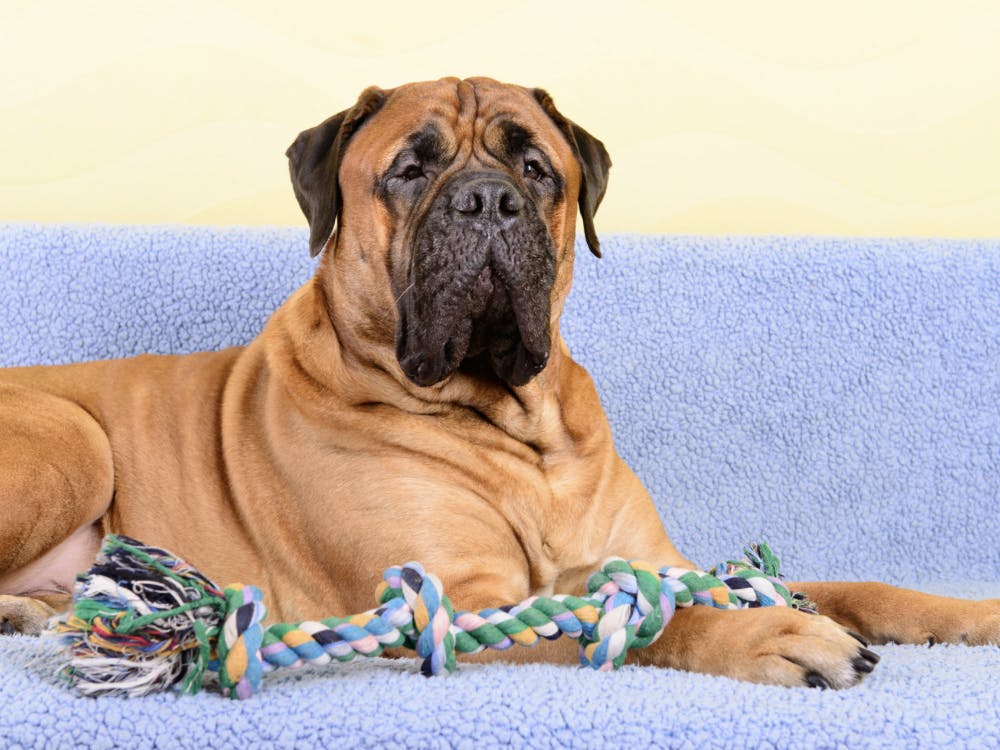 Gros chien couché sur son canapé