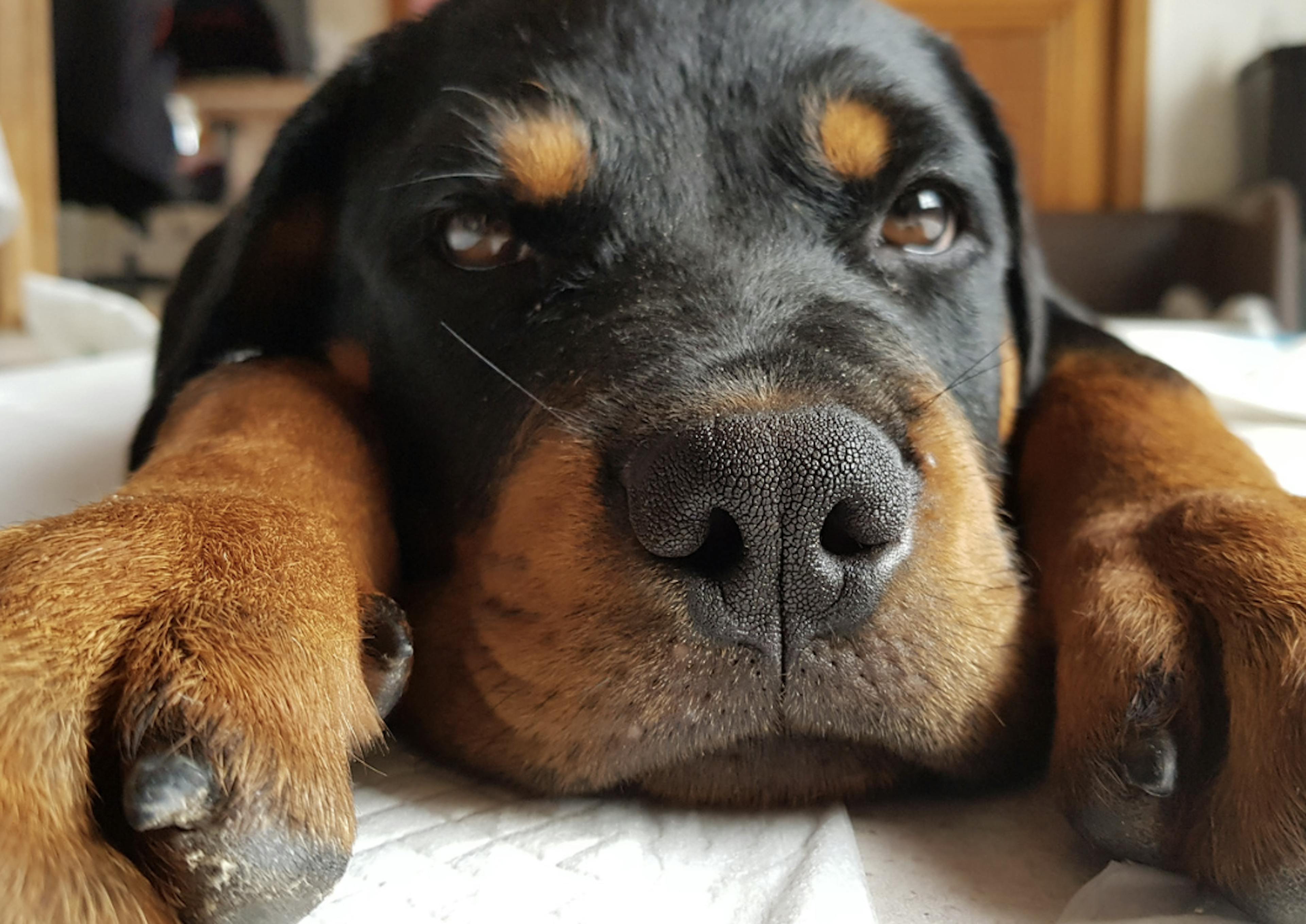 Bébé Rottweiler