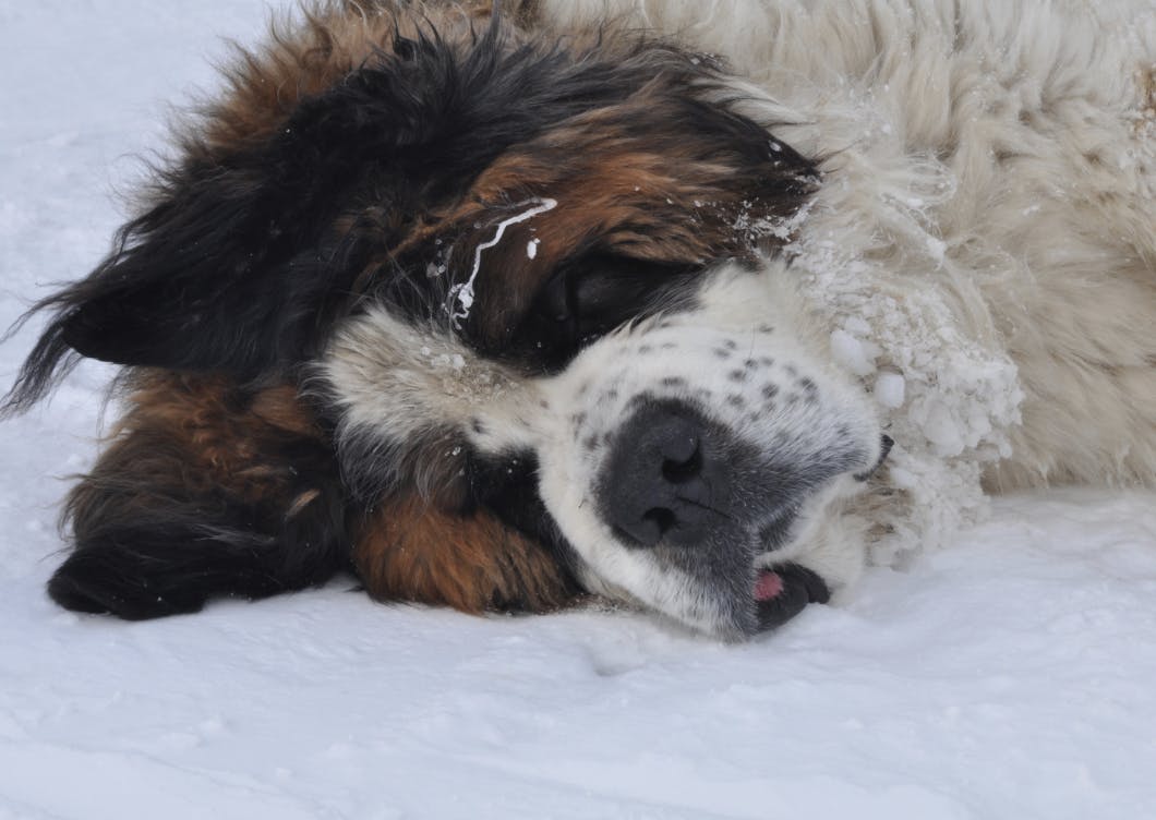 Saint Bernard couché dans la neige