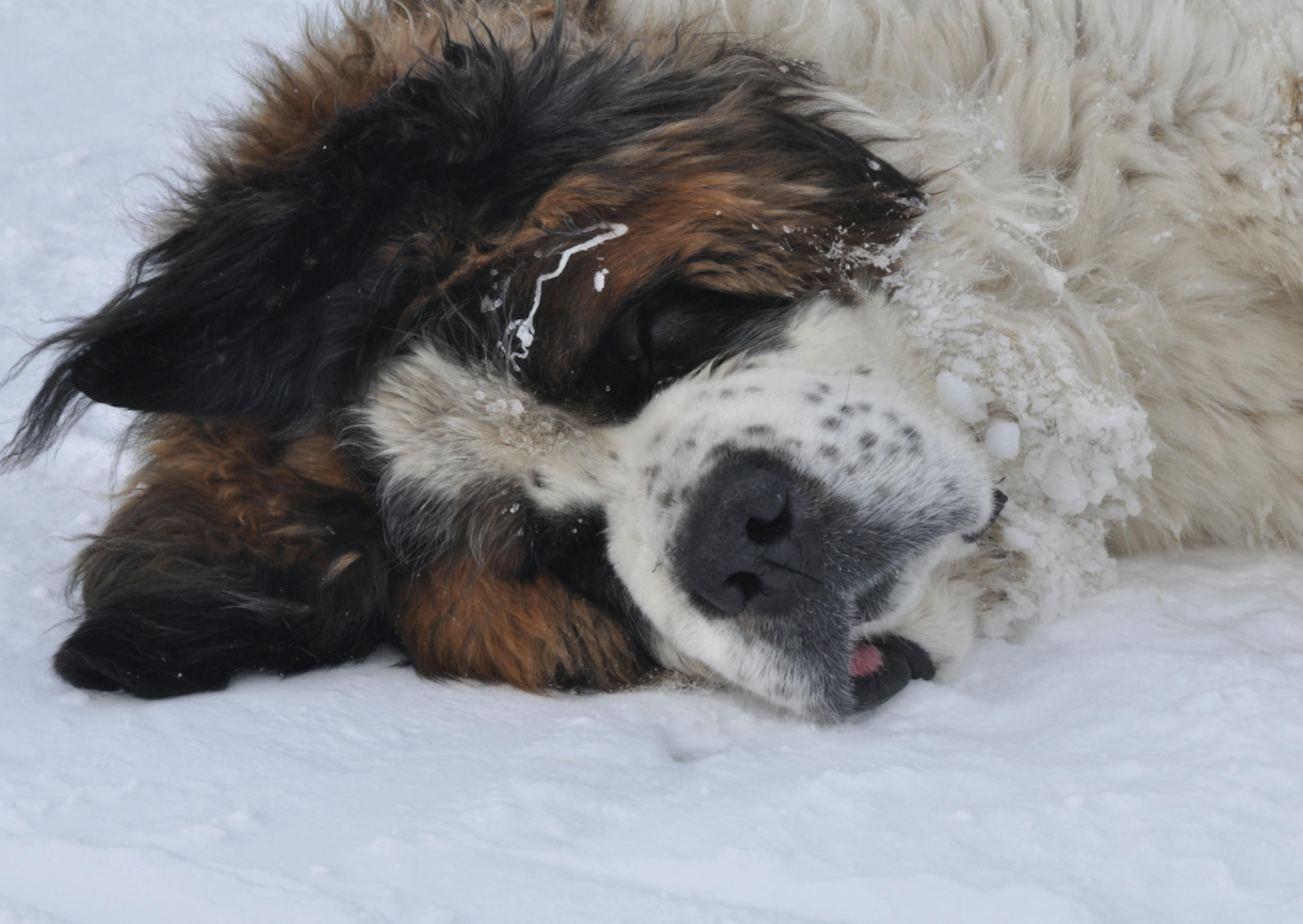 Saint Bernard couché dans la neige