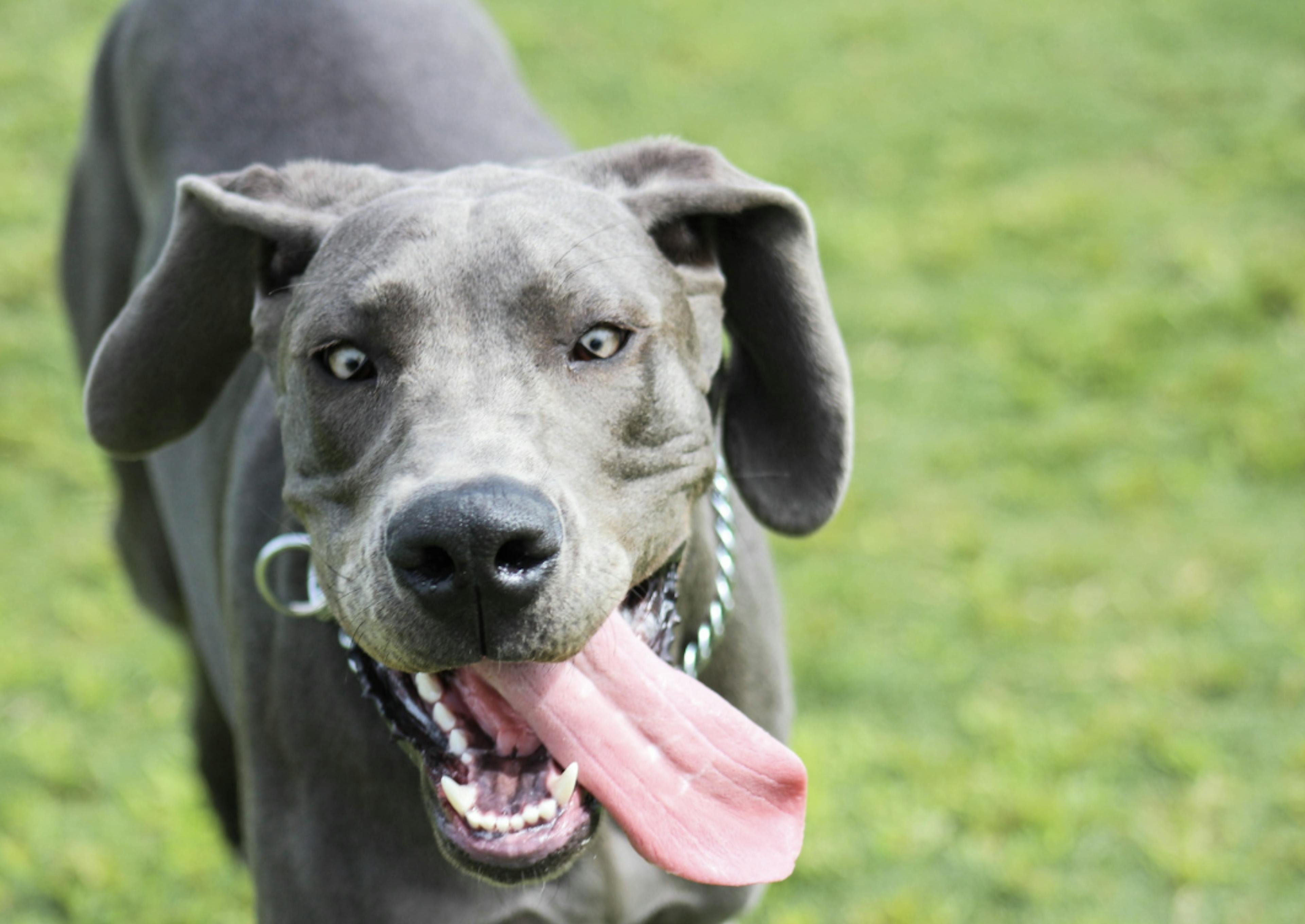 Dogue Allemand qui tire la langue