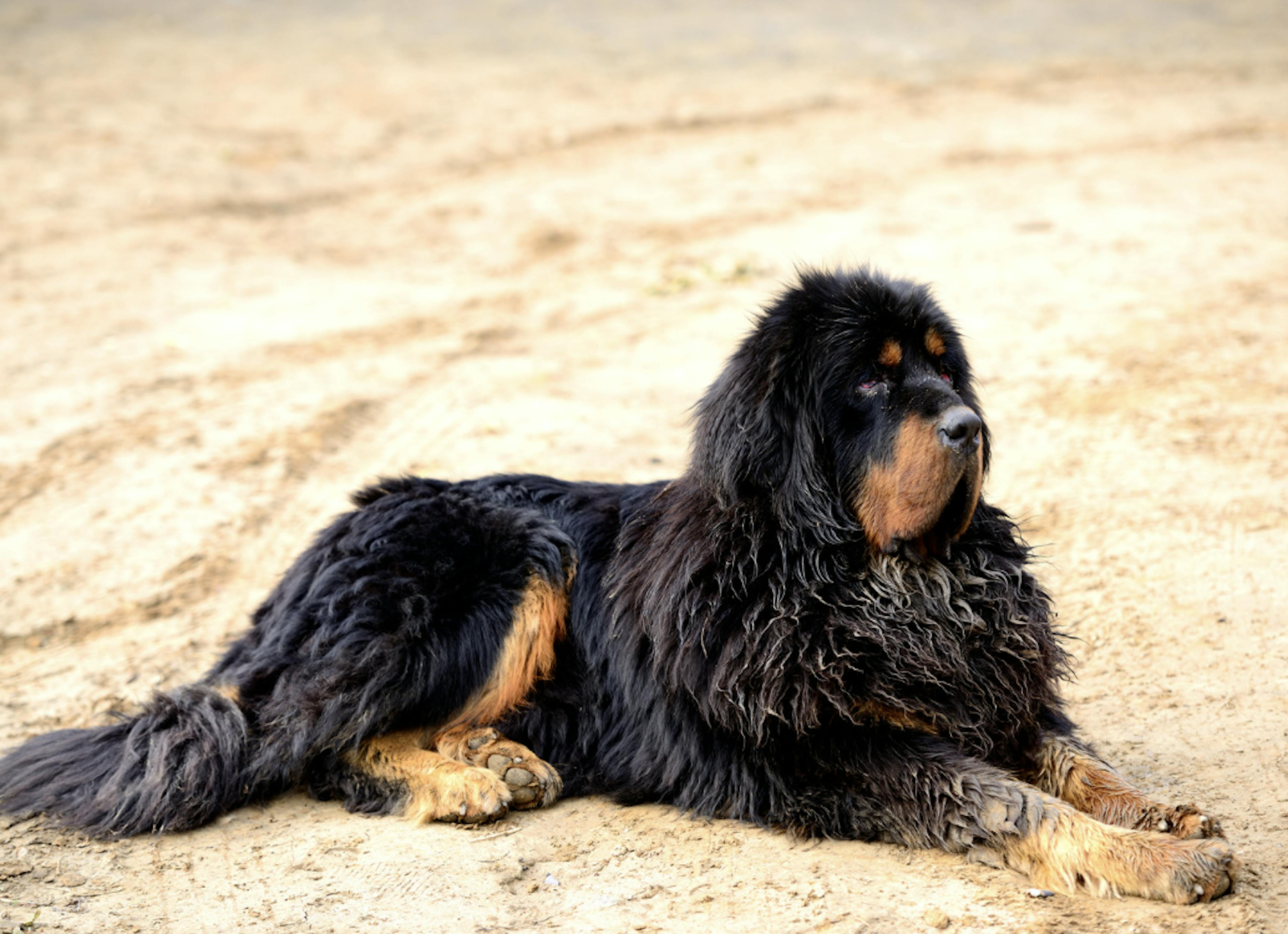 Mastiff Anglais couché