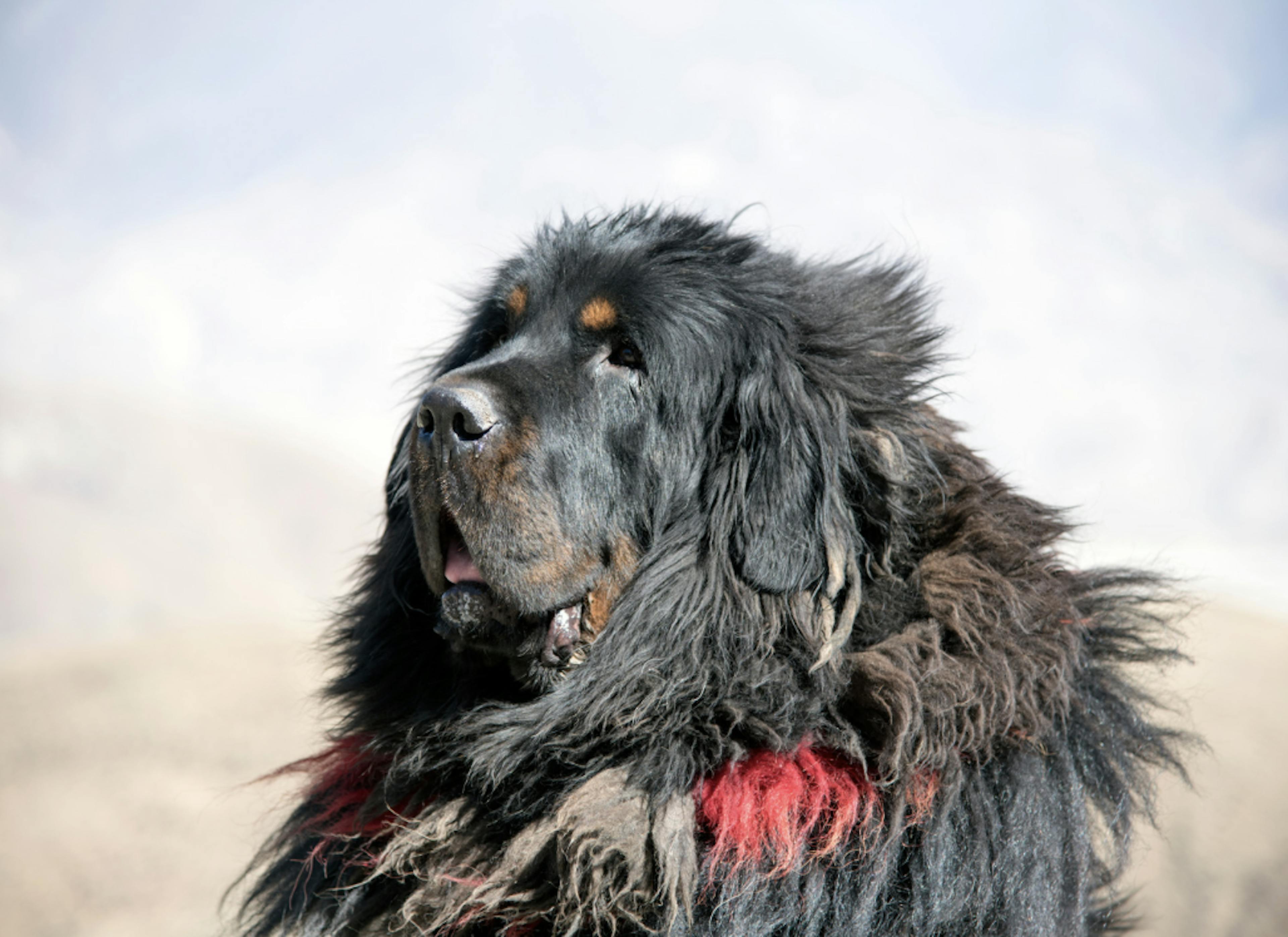 Mastiff Anglais majestueux