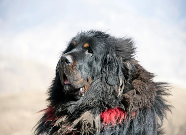 Mastiff Anglais majestueux