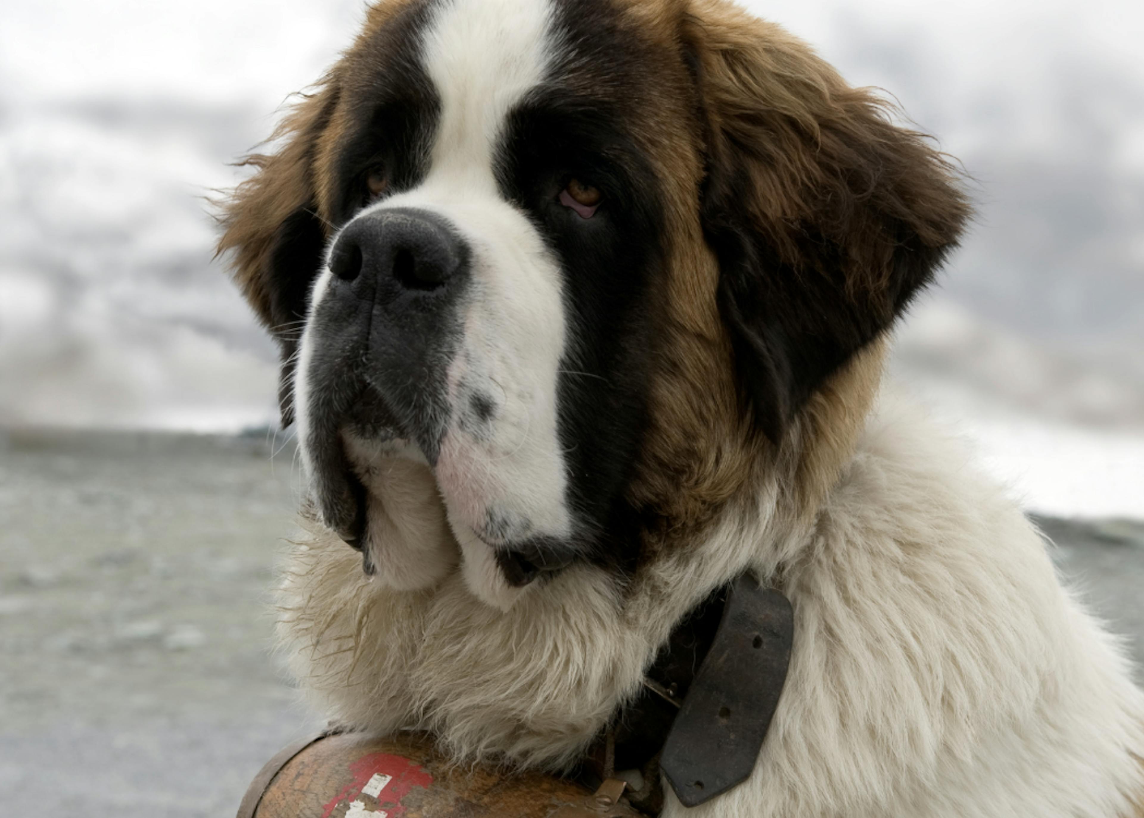 Photo portrait d'un Saint-Bernard