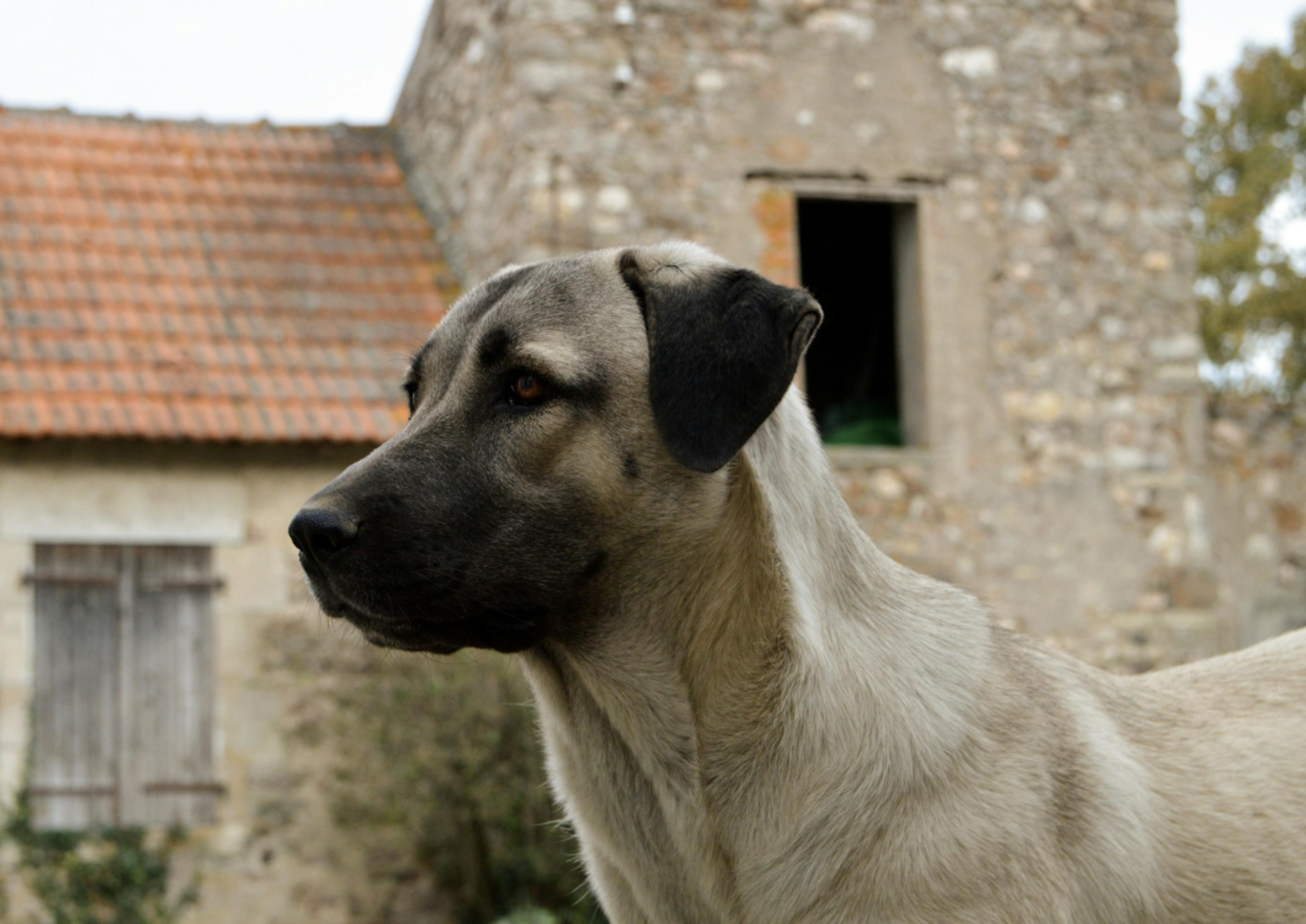 Berger d'Anatolie