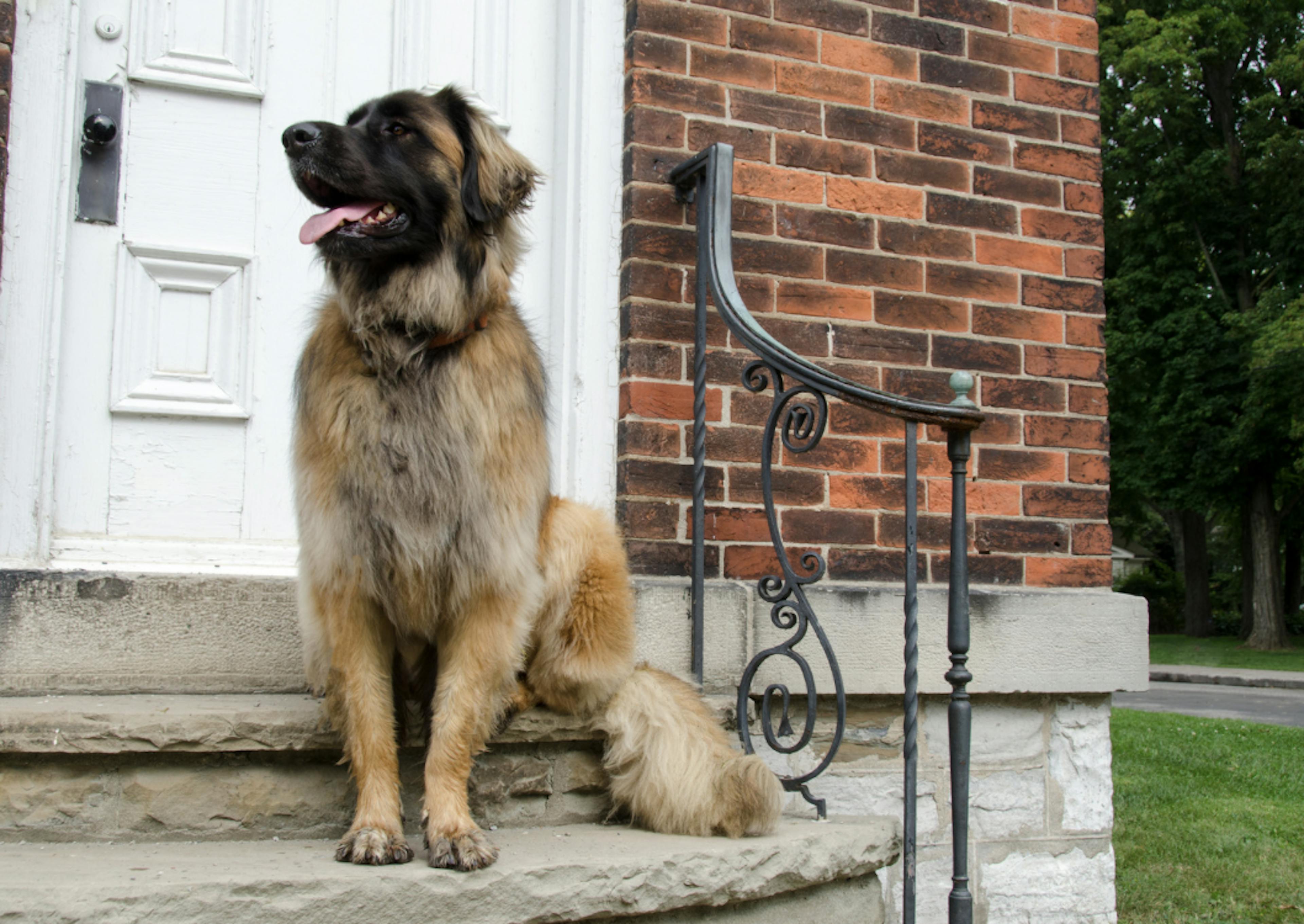 Leonberg assis sur les marches d'une maison