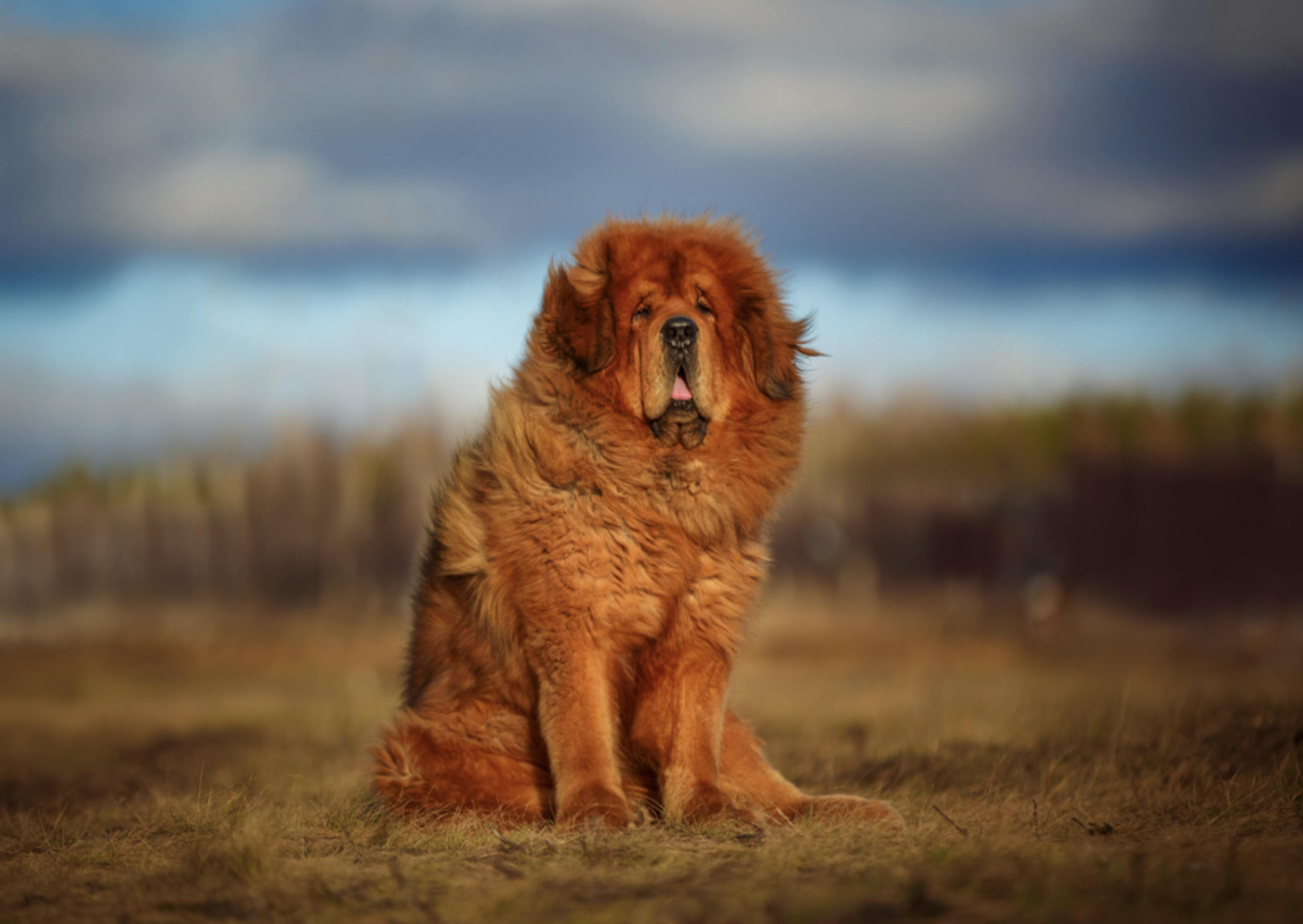 Dogue du Tibet