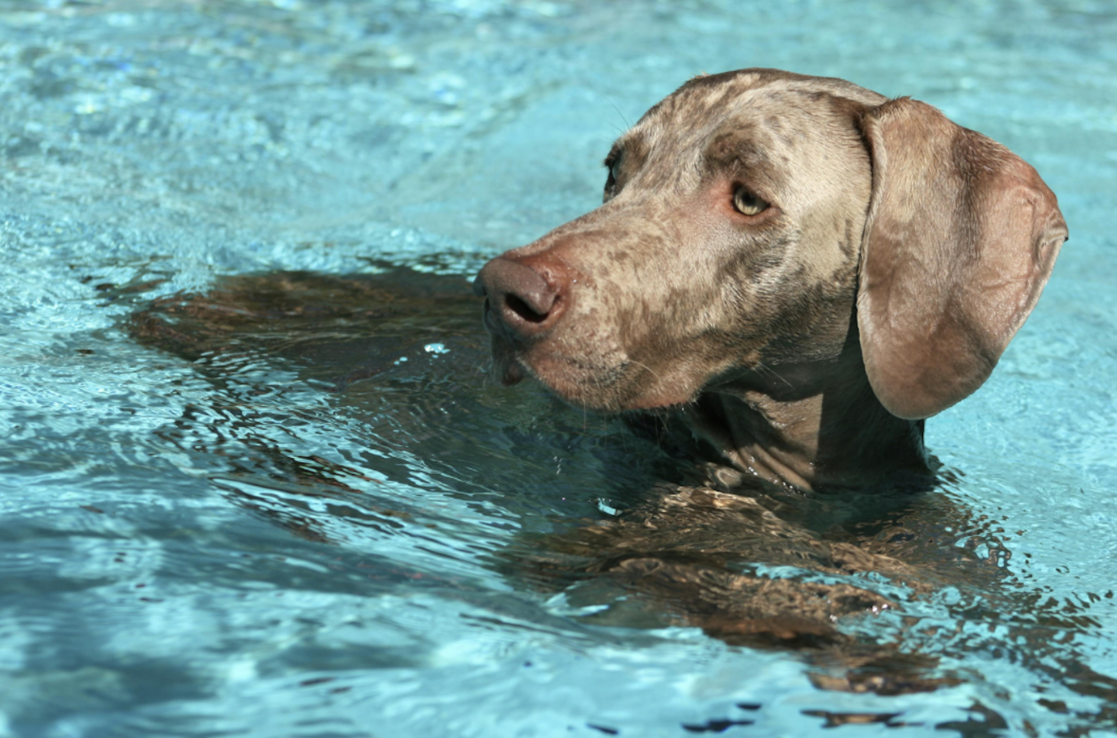 Braque qui nage dans une piscine