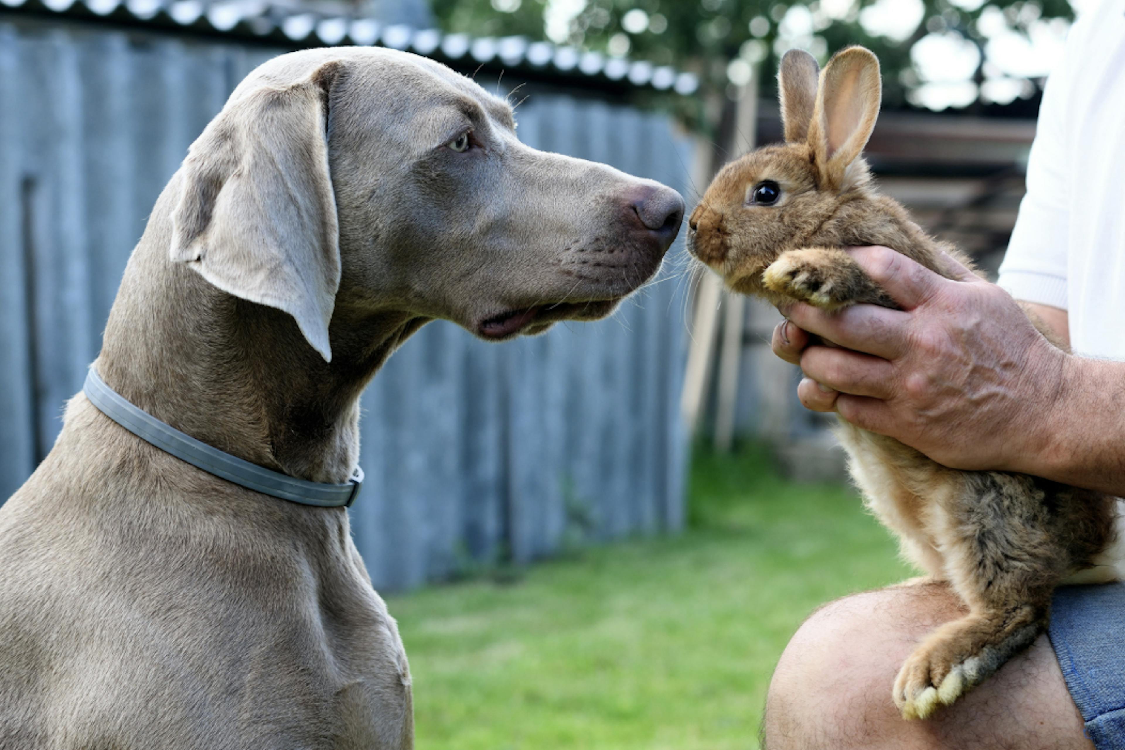 Braque qui sent un lapin