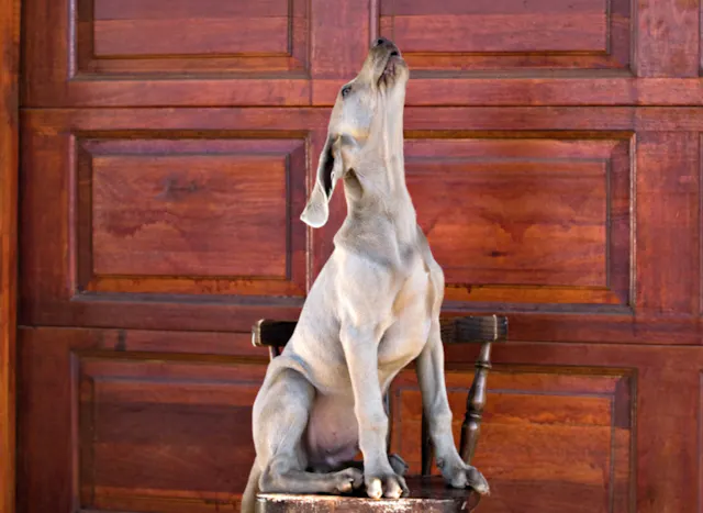 Bébé braque qui hurle assis sur une chaise