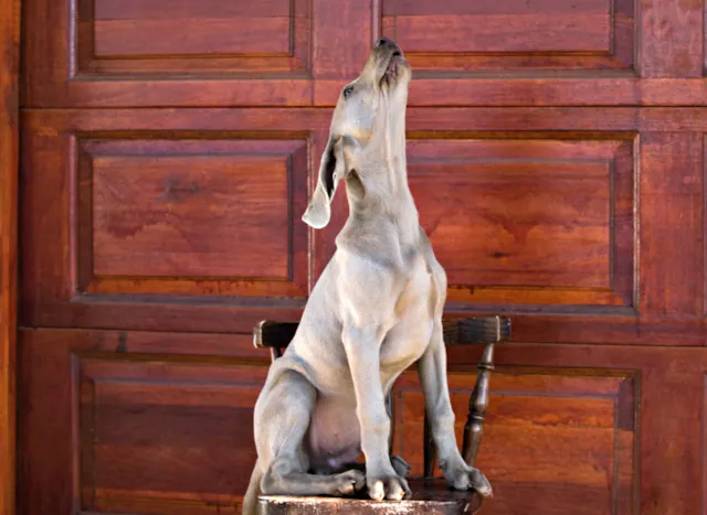 Bébé braque qui hurle assis sur une chaise
