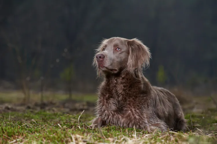 Braque couché dans l'herbe