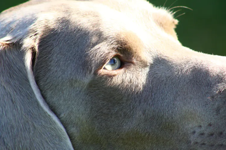 regard d'un braque de Weimar