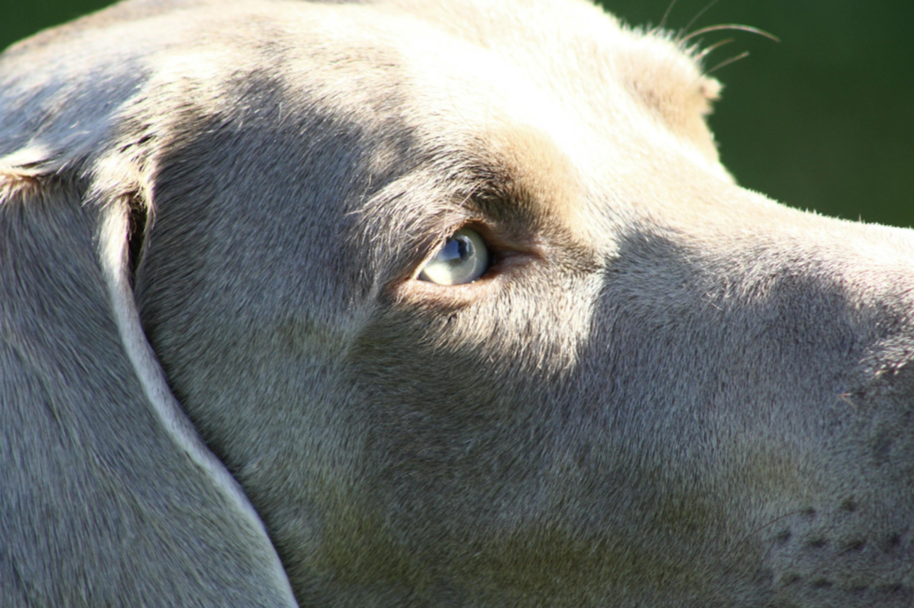 regard d'un braque de Weimar