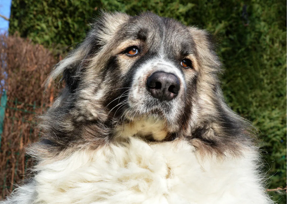 Patou marron et blanc 