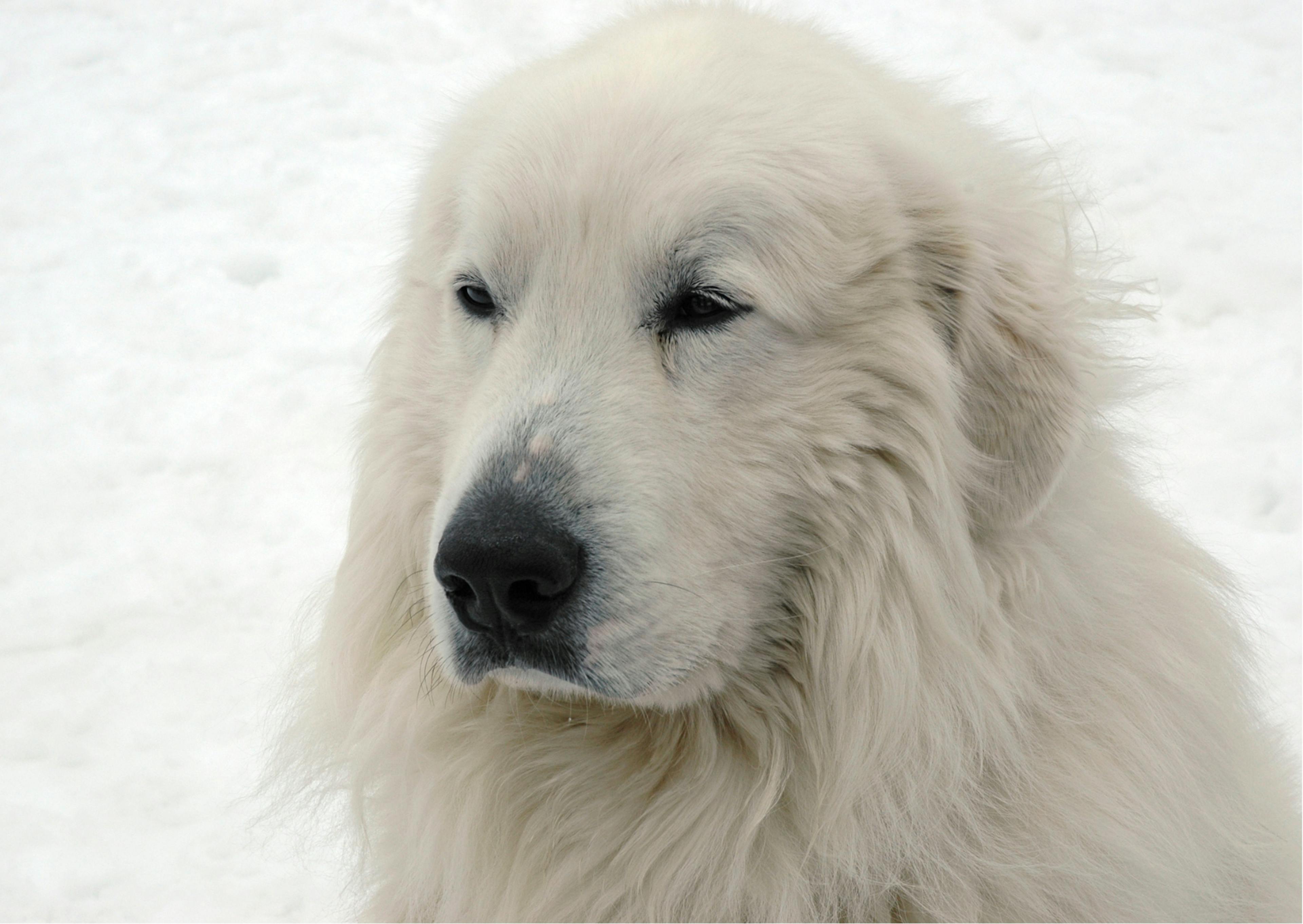 Patou blanc dans la neige