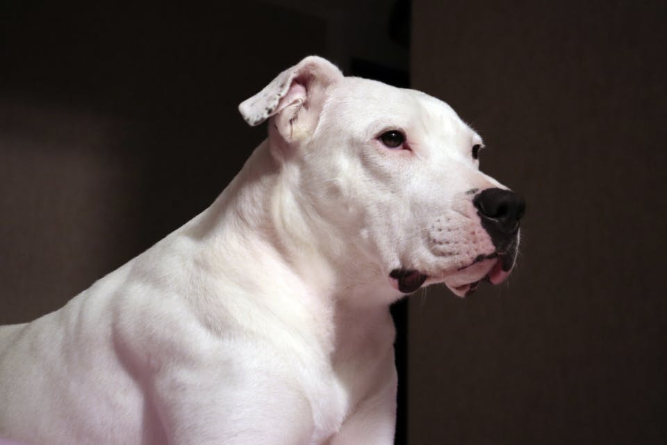 Portrait d'un Dogue Argentin
