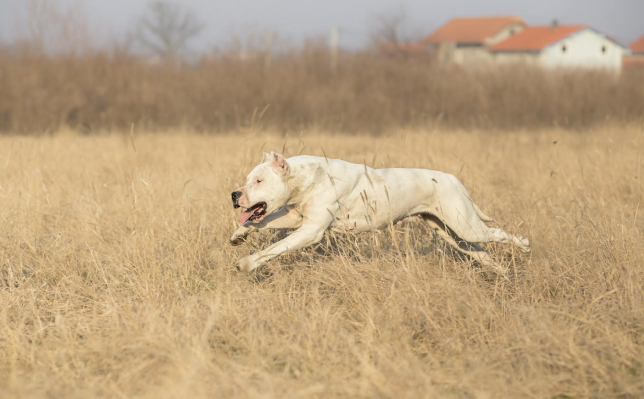 Dogue Argentin qui court dans un champs