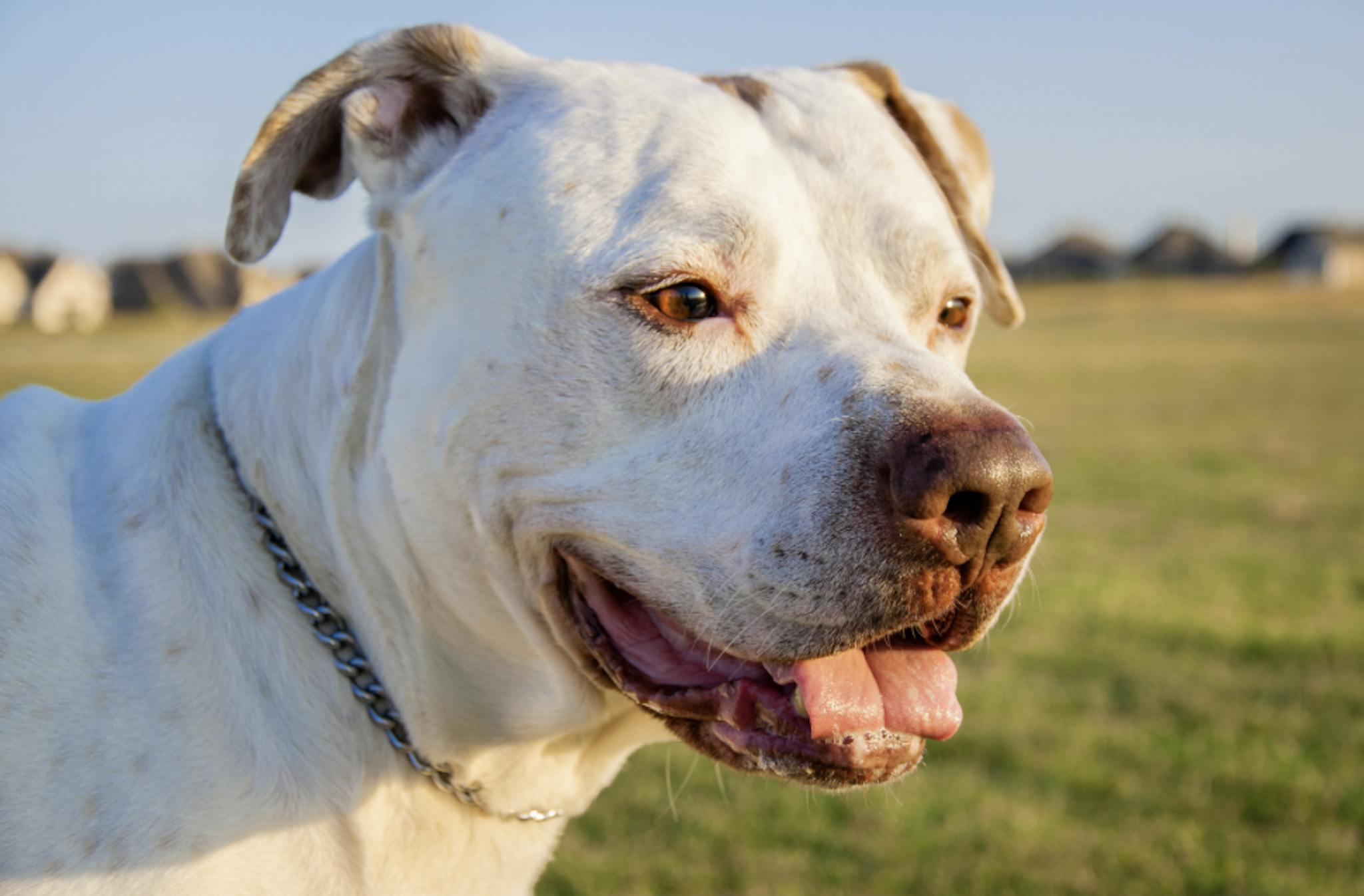 Photo portrait d'un Dogue Argentin