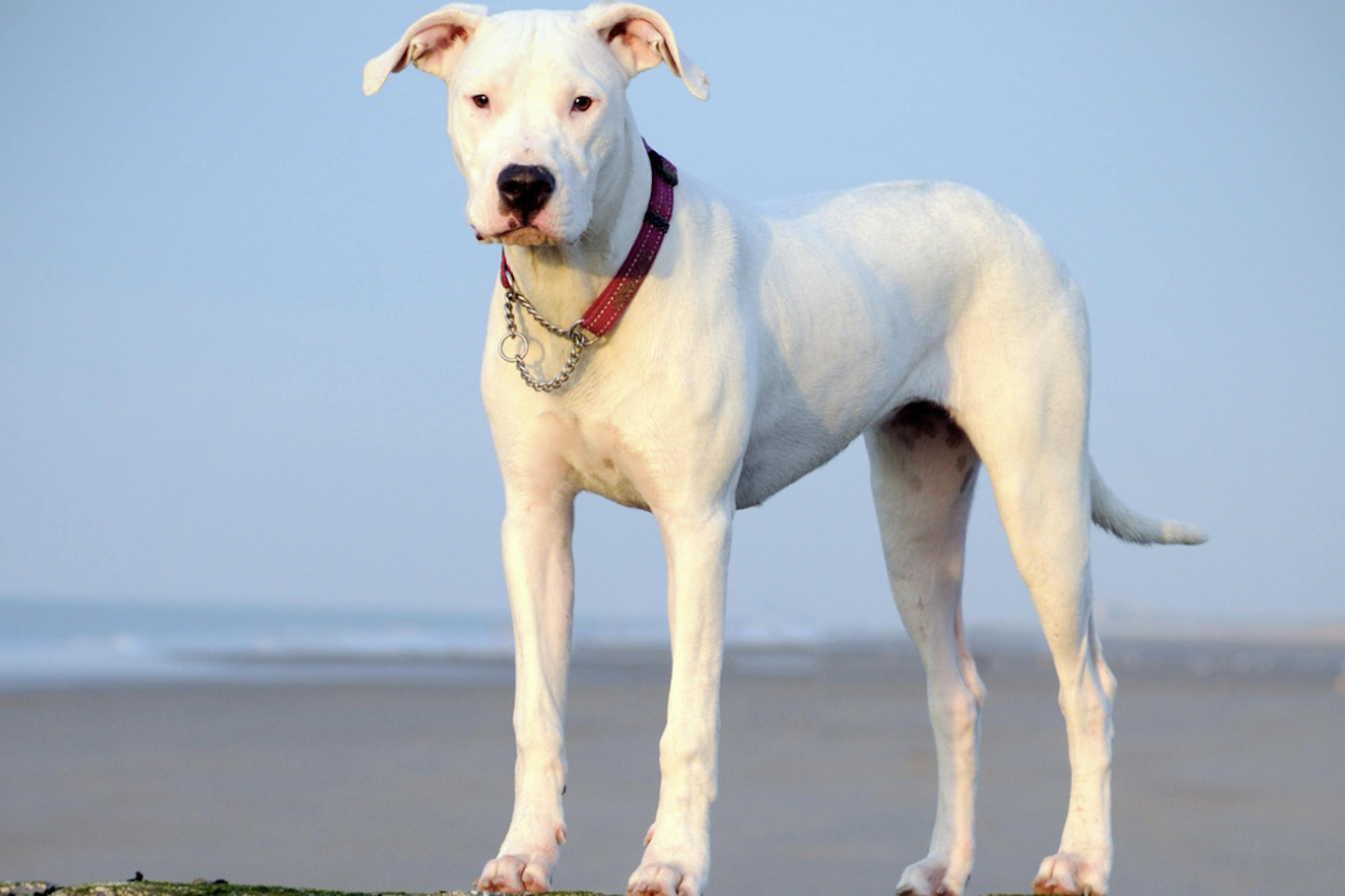 Dogue Argentin sur la plage