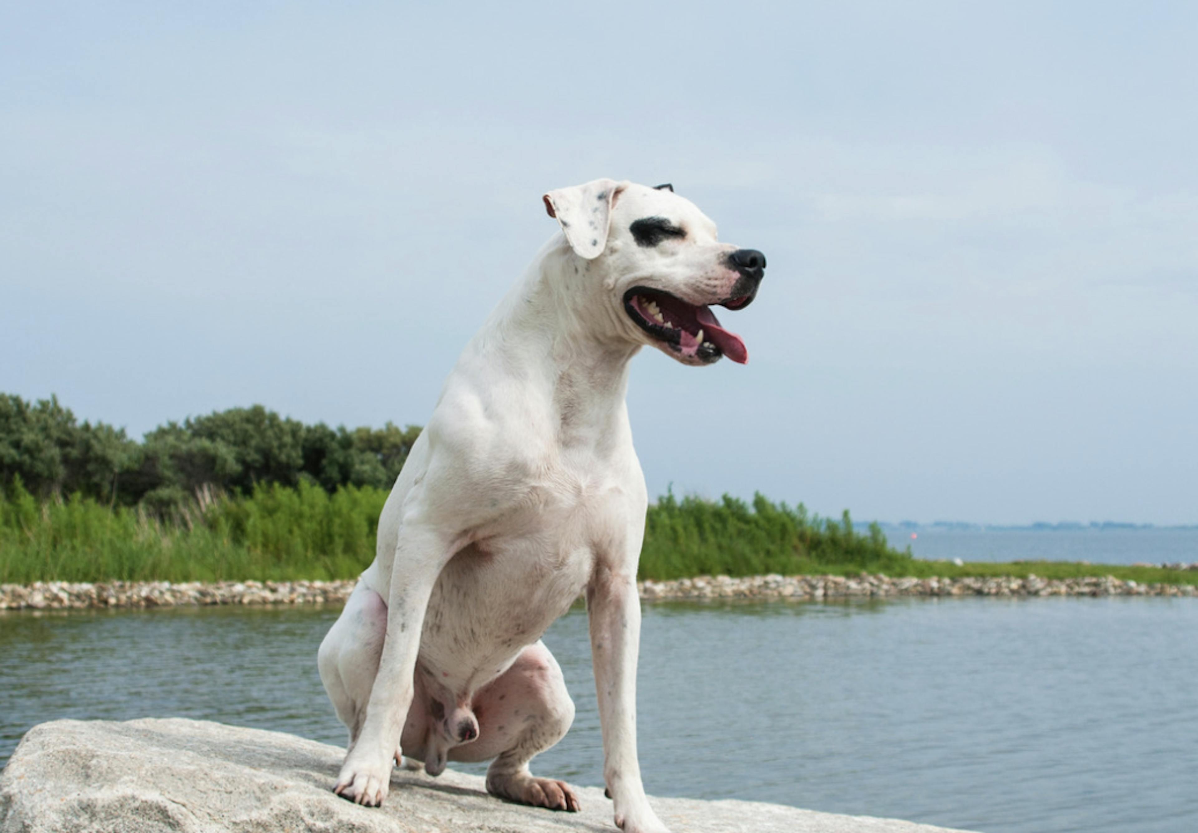 Dogue Argentin assis devant la mer sur un rocher