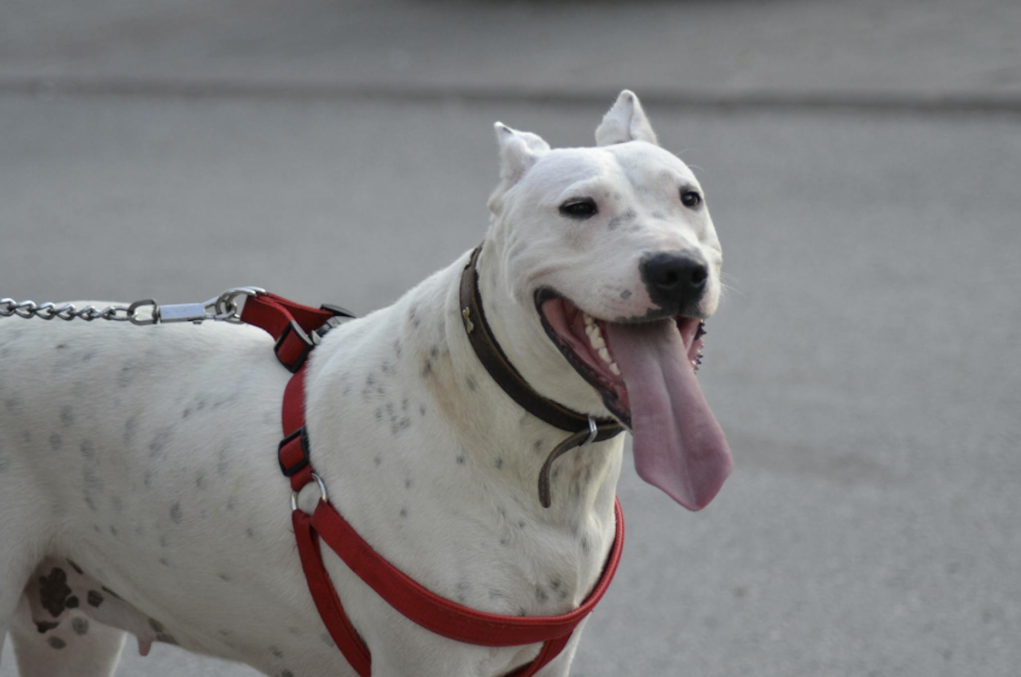 Dogue argentin tenu en laisse