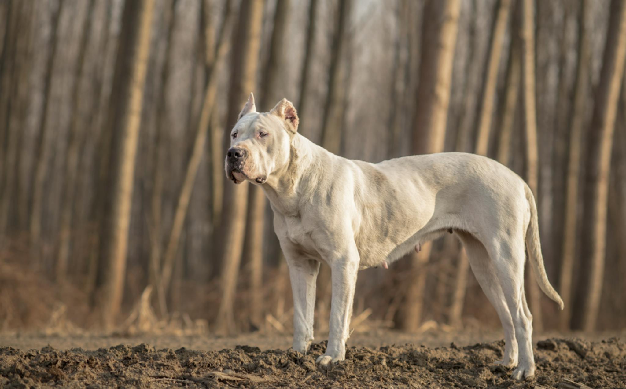 Dogue Argentin en forêt