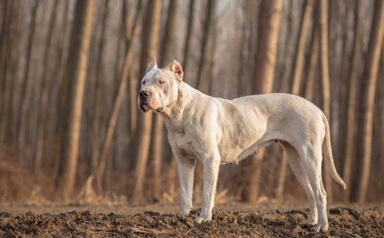 Dogue Argentin en forêt
