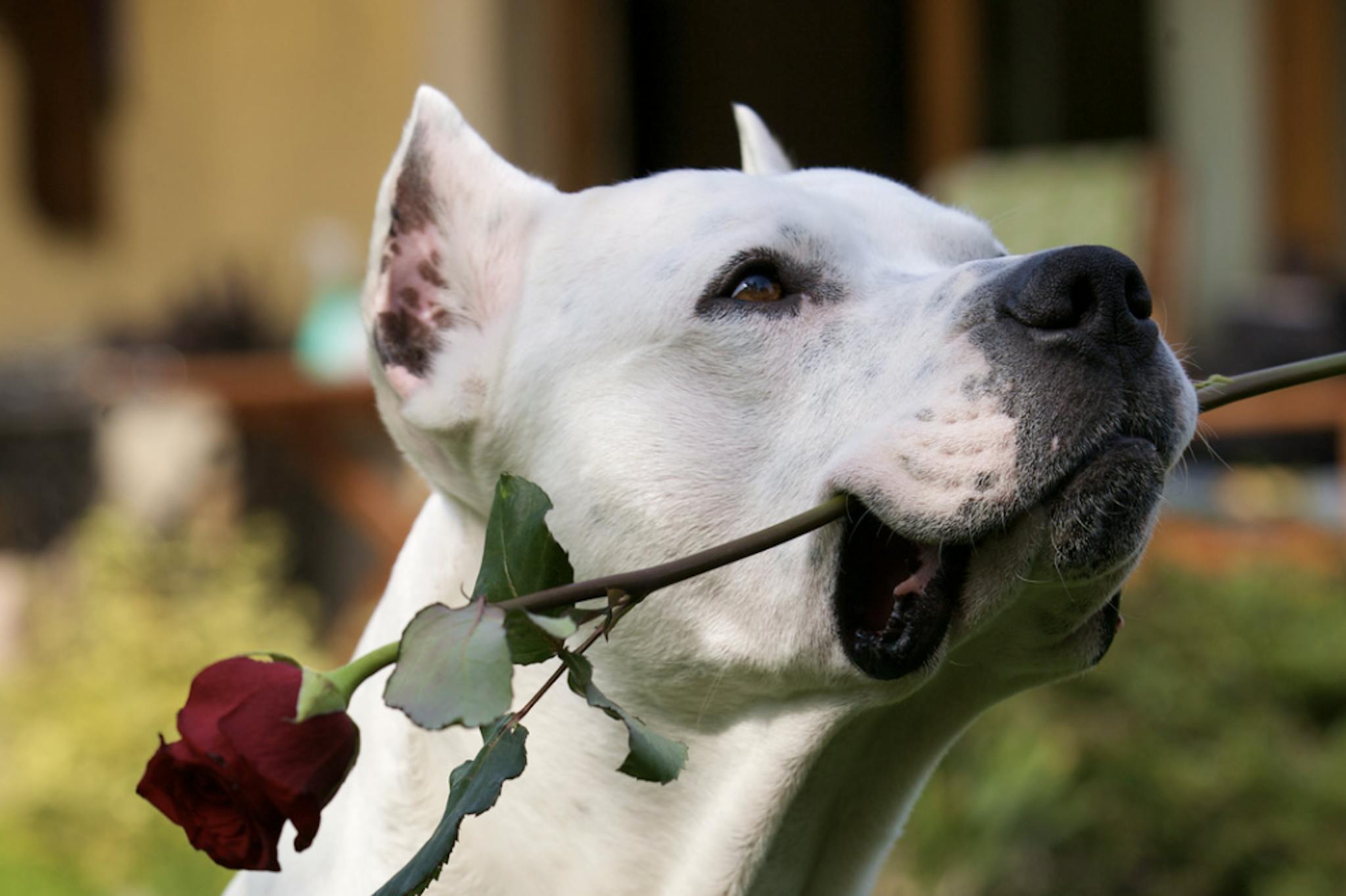 Dogue Argentin avec une rose dans la bouche