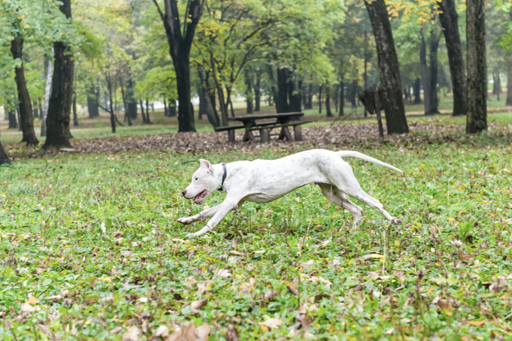 Dogue Argentin qui court dans un parc